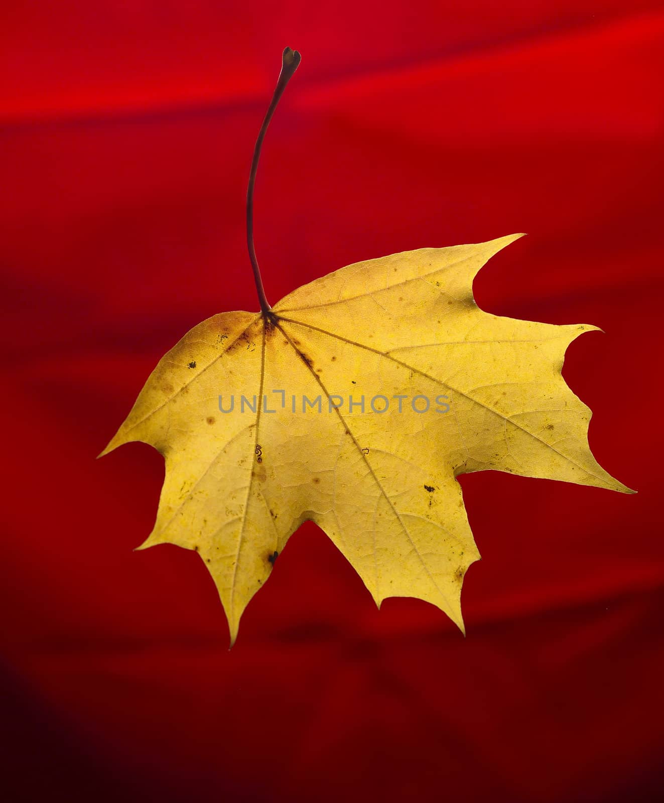 Maple Leaf isolated on Red background