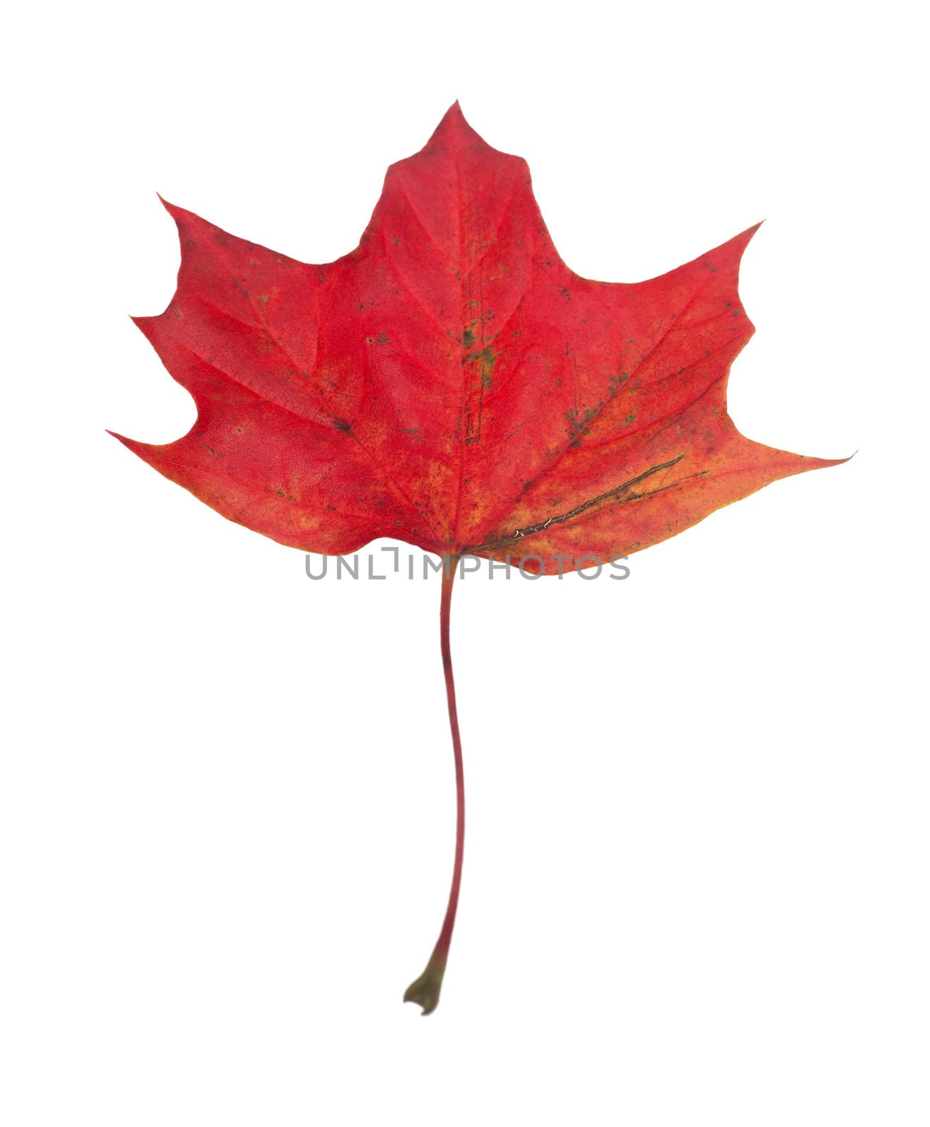 Maple Leaf isolated on white background