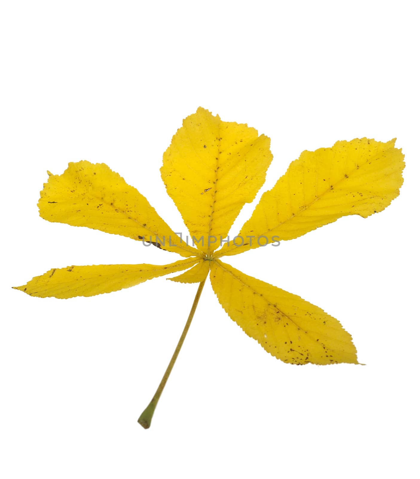 Yellow Leaf by gemenacom