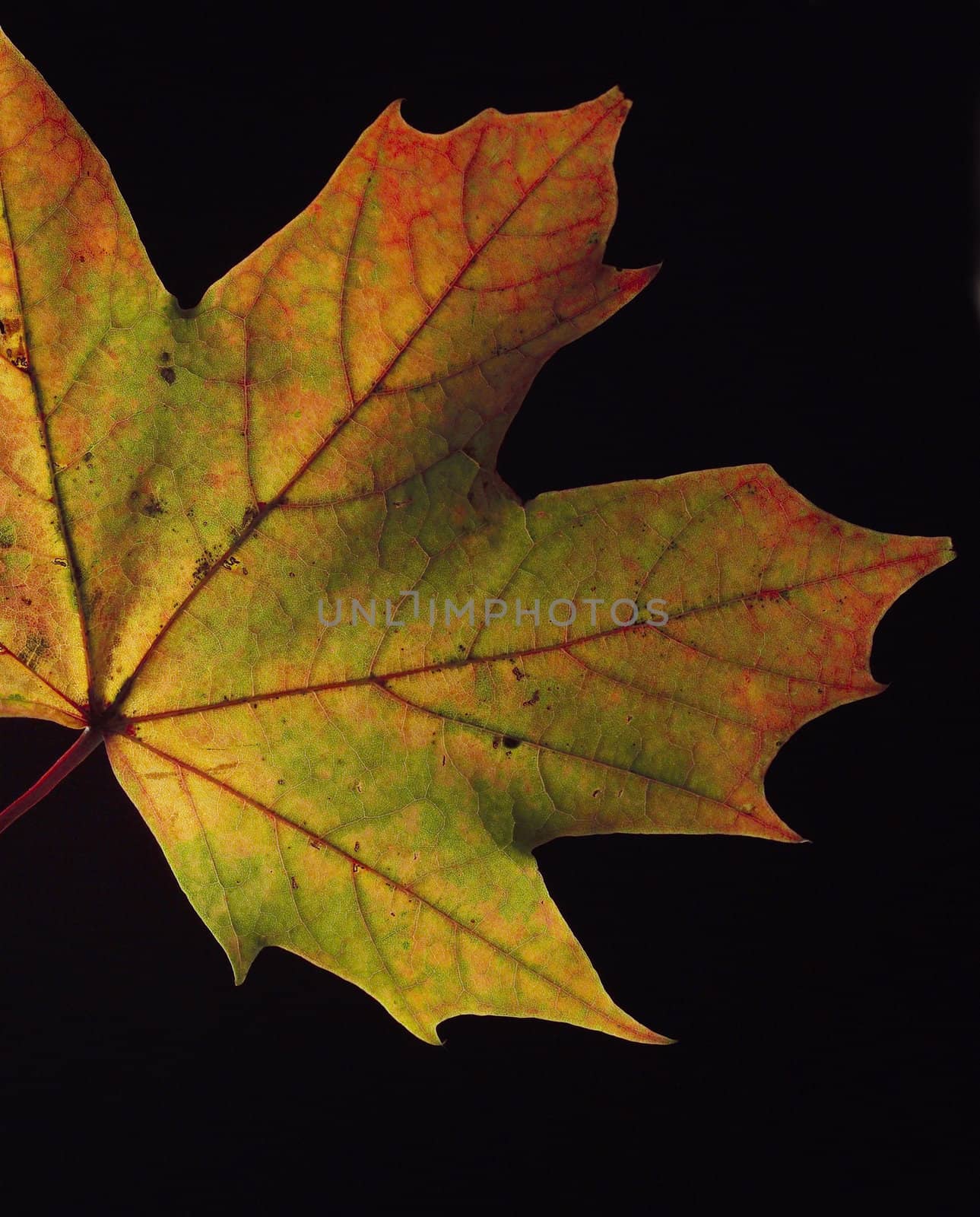 Maple Leaf isolated on Black background