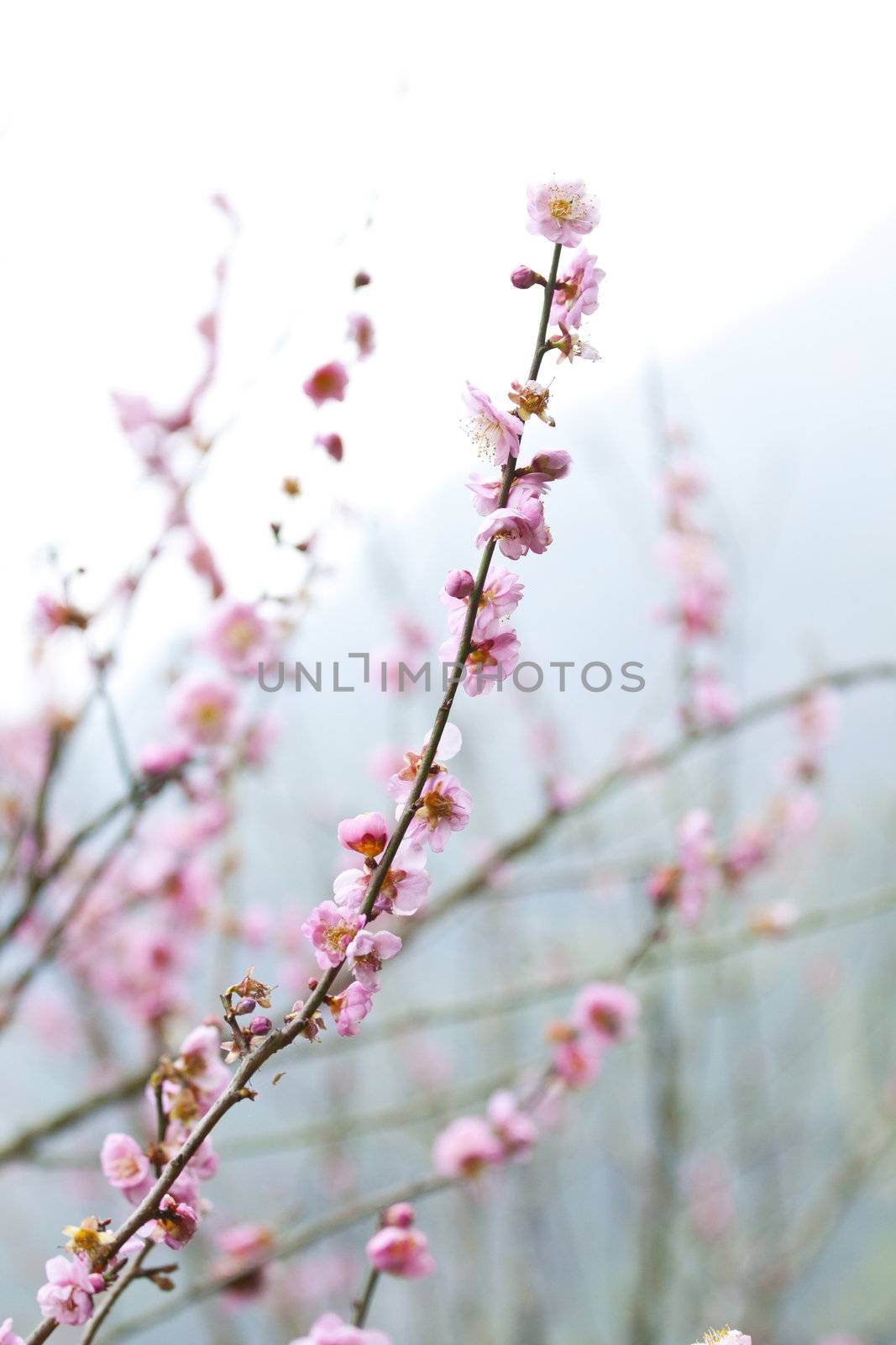 Plum blossoms in spring by kawing921