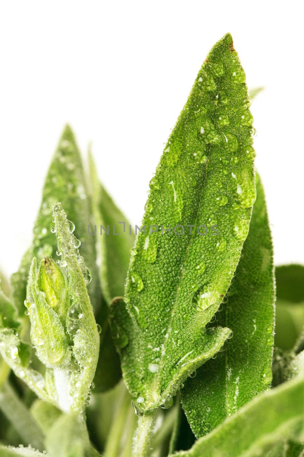 Fresh sage leaves by Discovod