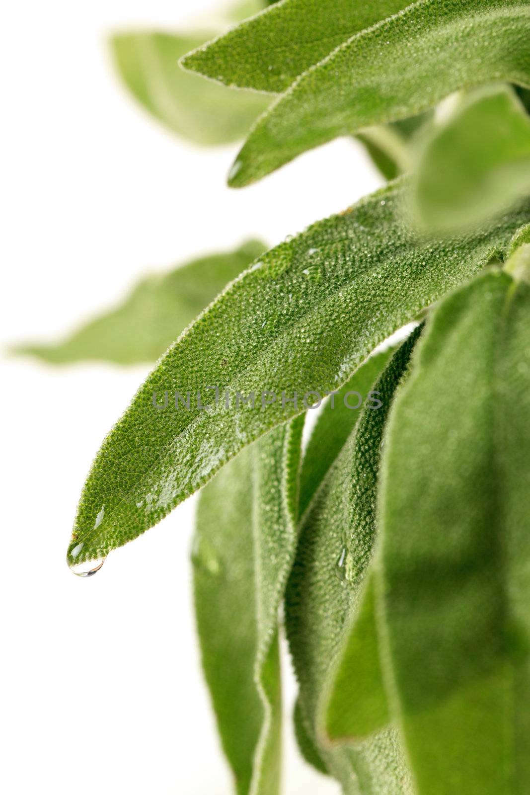 Fresh sage leaves by Discovod