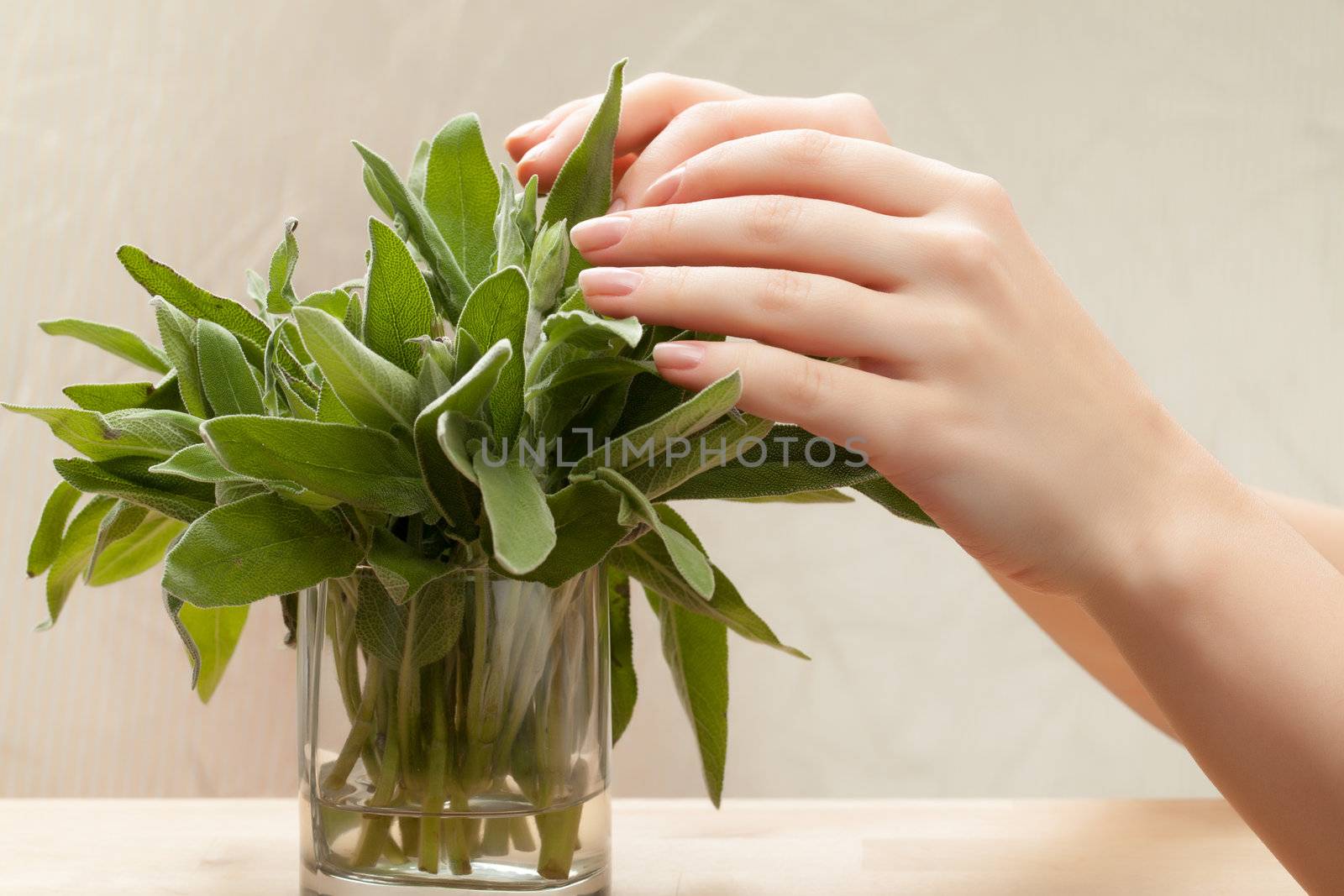 Fresh sage leaves in glass on grey background