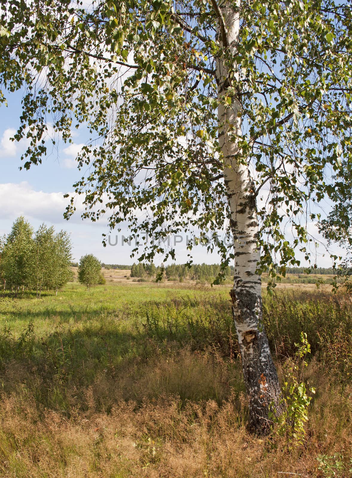 A lone birch tree on the edge of the field, sunny summer day