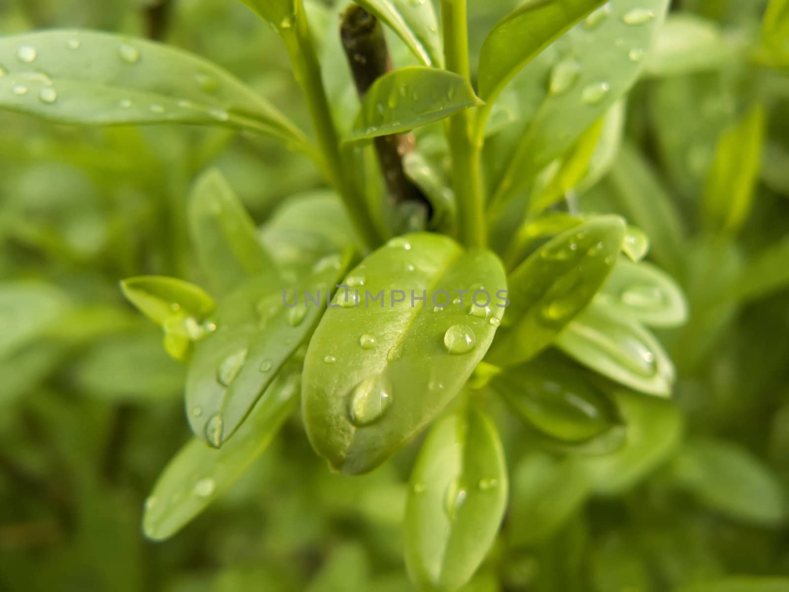 water drops on green leaves close-up shot