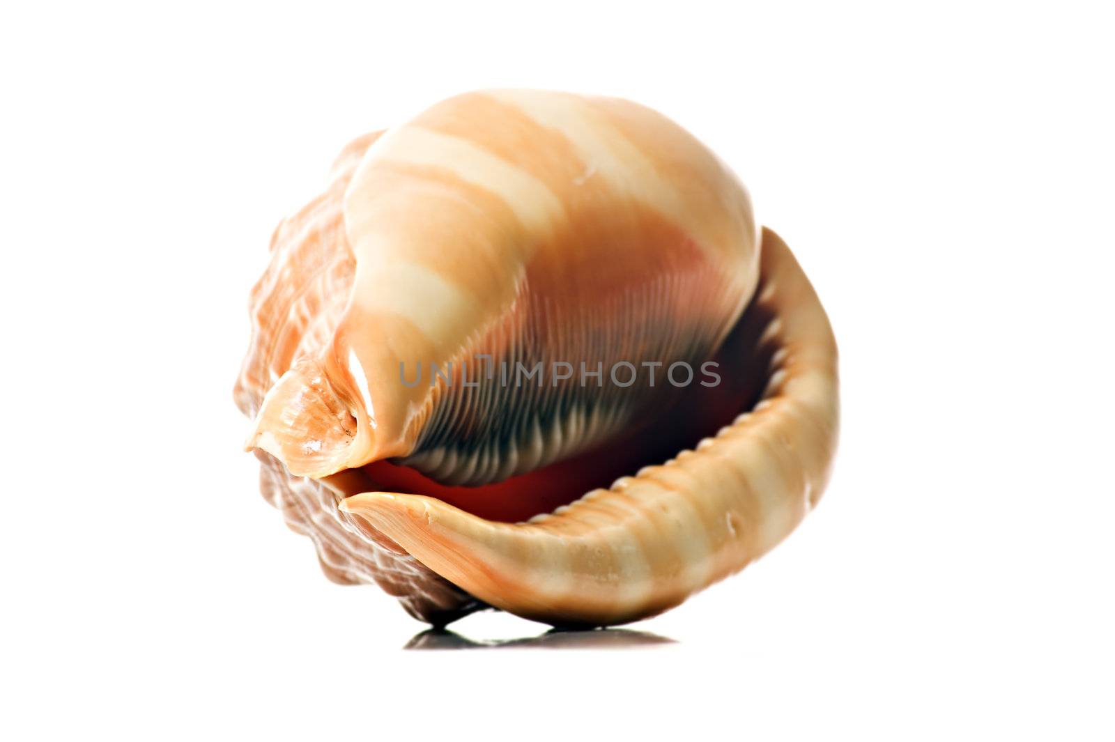 Perfect beautiful sea shell on white background by tish1