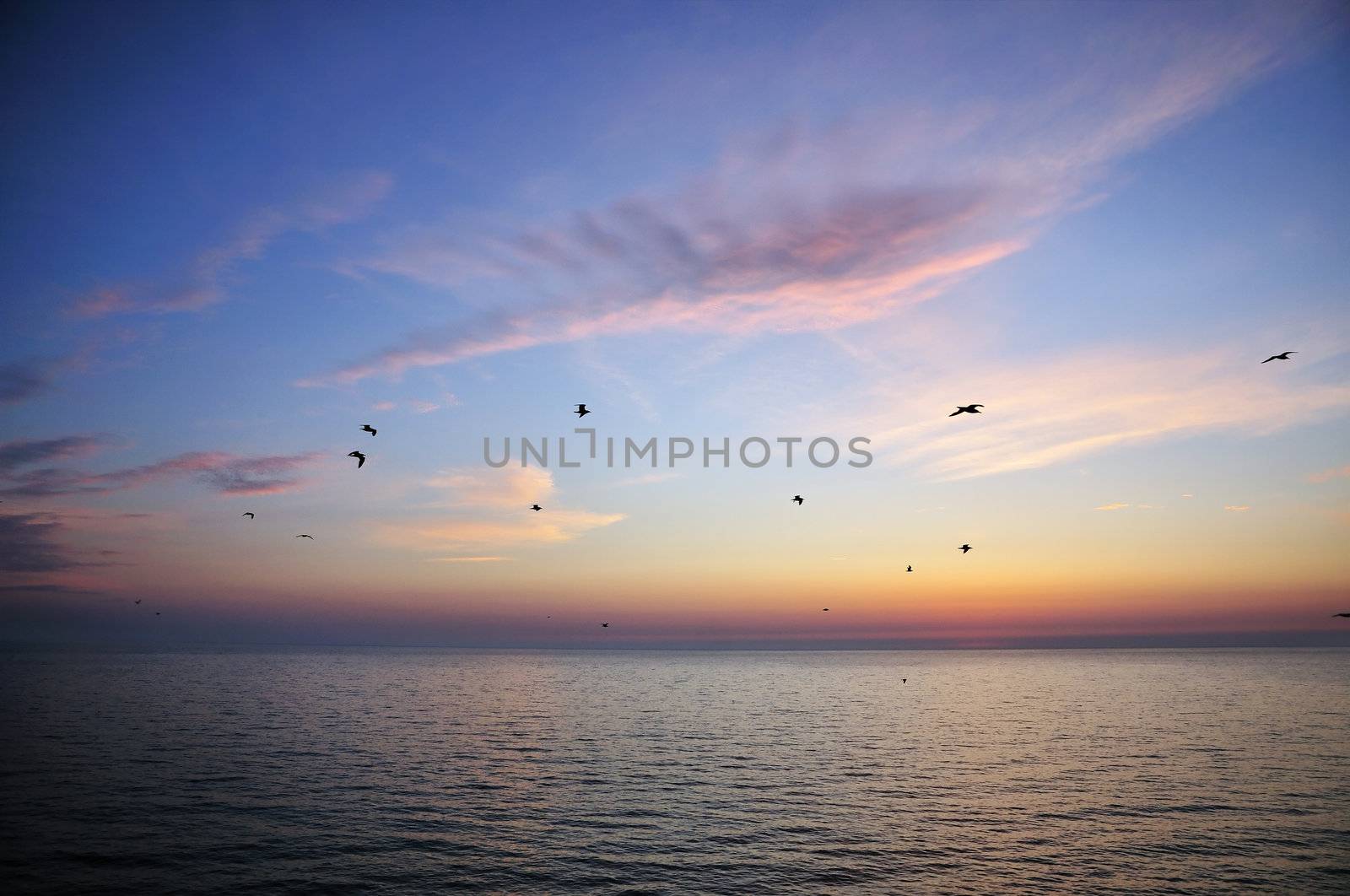 sunset on the beach - silhouettes waterbirds flying under the sea