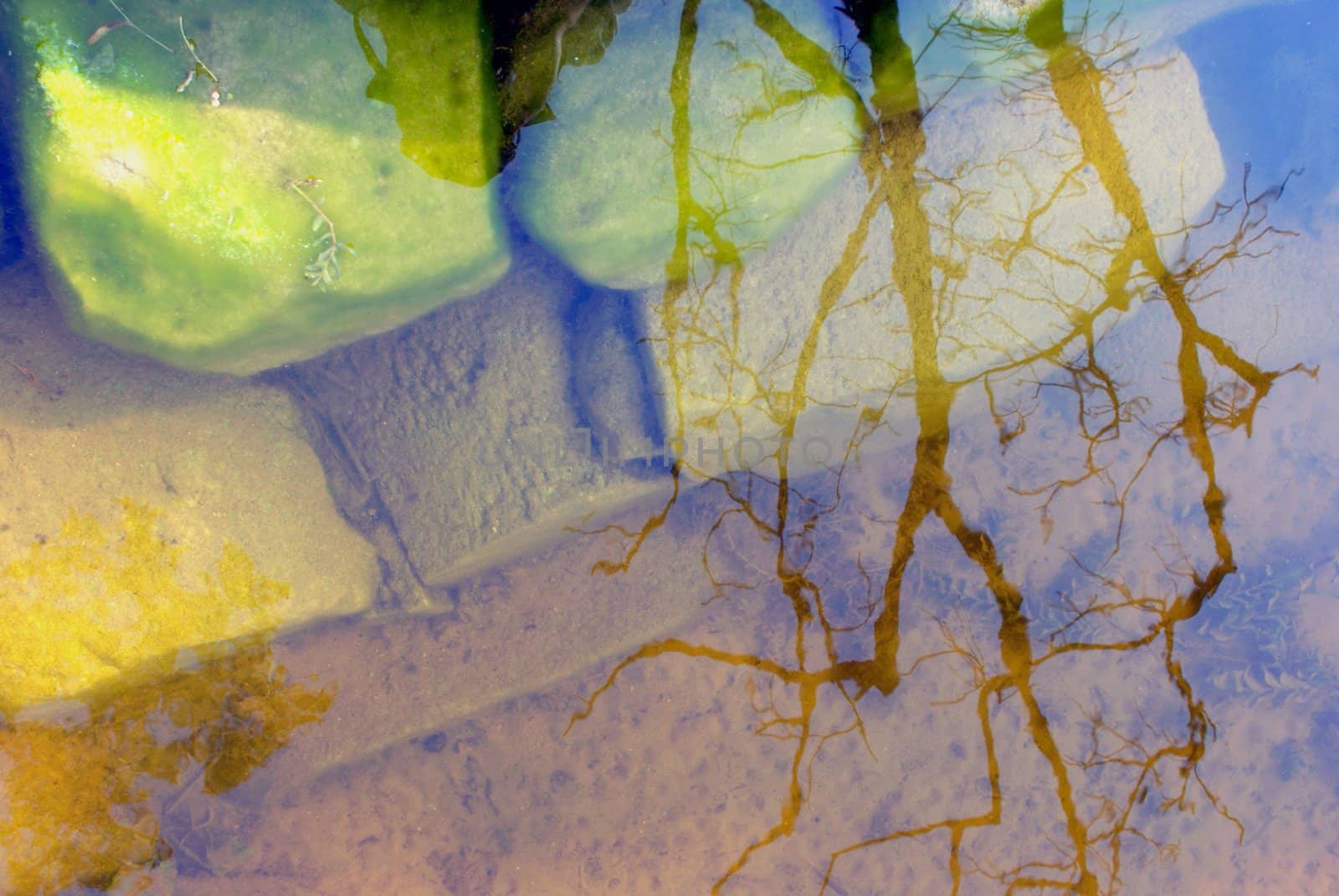 Reflection of tree branches by sauletas