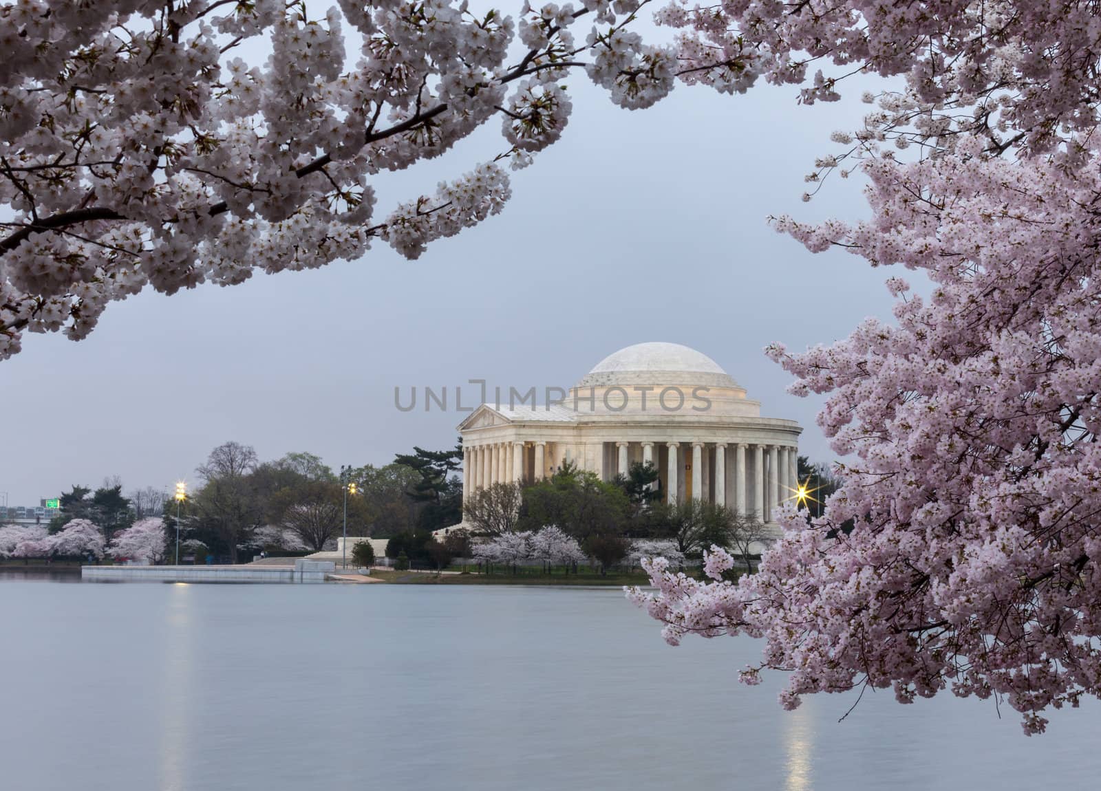Cherry blossoms surround the Jefferson Memorial floodlit at dawn