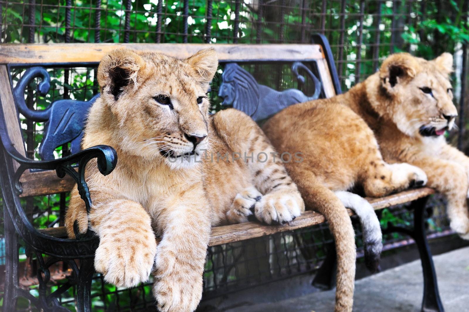 two lion cubs  laying on the bench