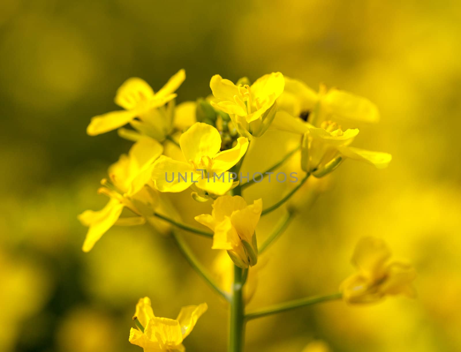 Close up of canola or rapeseed blossom used for alternative energy