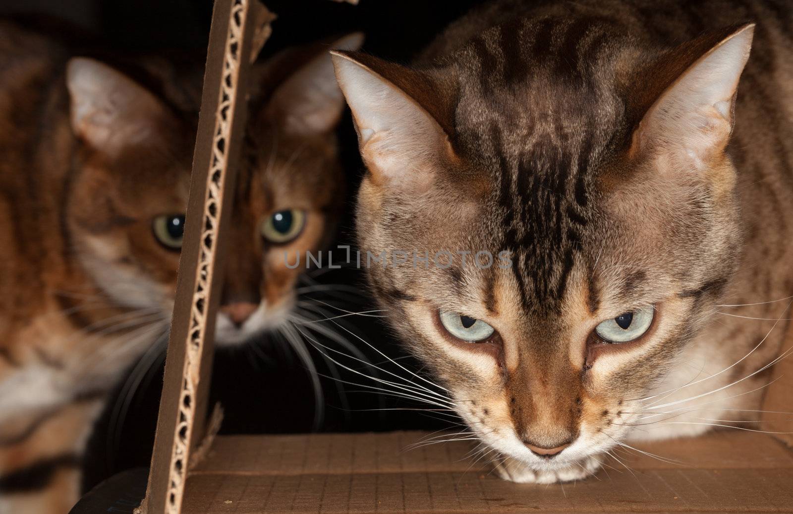 Bengal kitten seeking food and pushing its head through a cardboard box with second cat behind