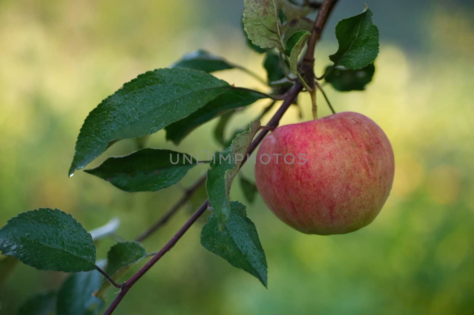 Ripe apple on a tree in the garden