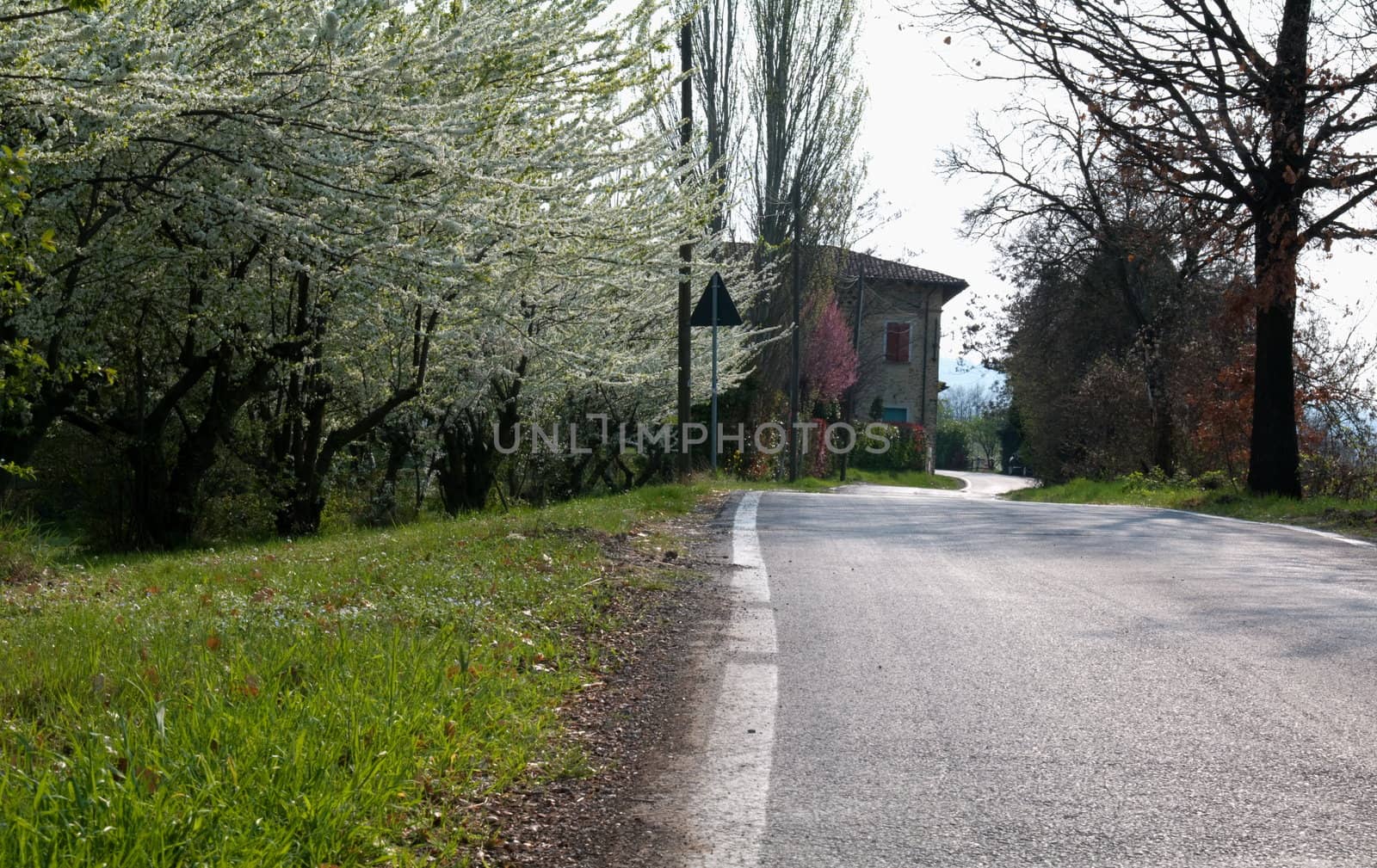 Flowering trees a spring day at Castelvetro, Italy