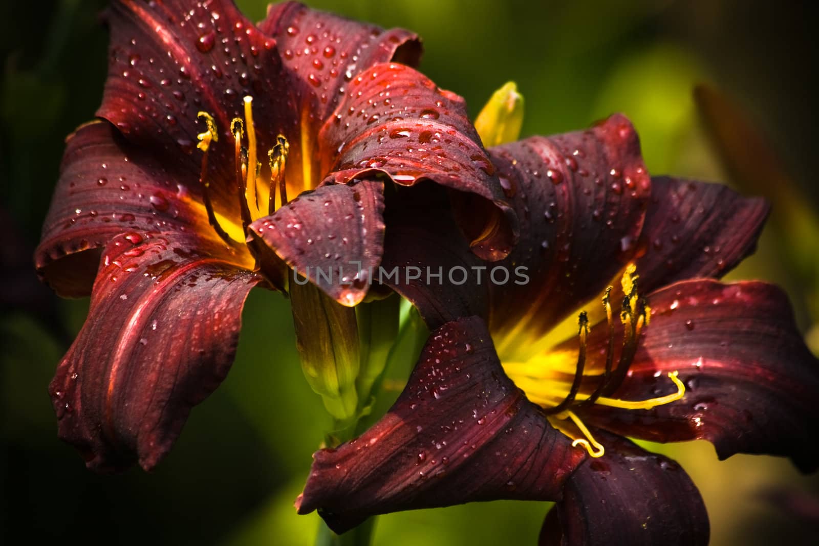 Beautiful blooming dark red daylilies by Colette