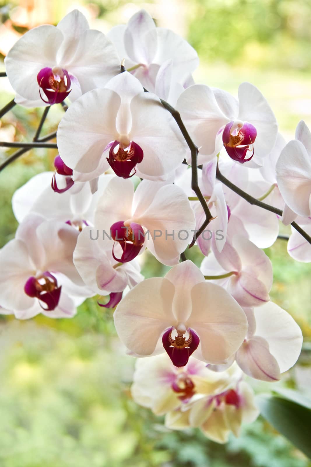 Branch with white Moth Orchid flowers or Phalaenopsis in windows with backlight