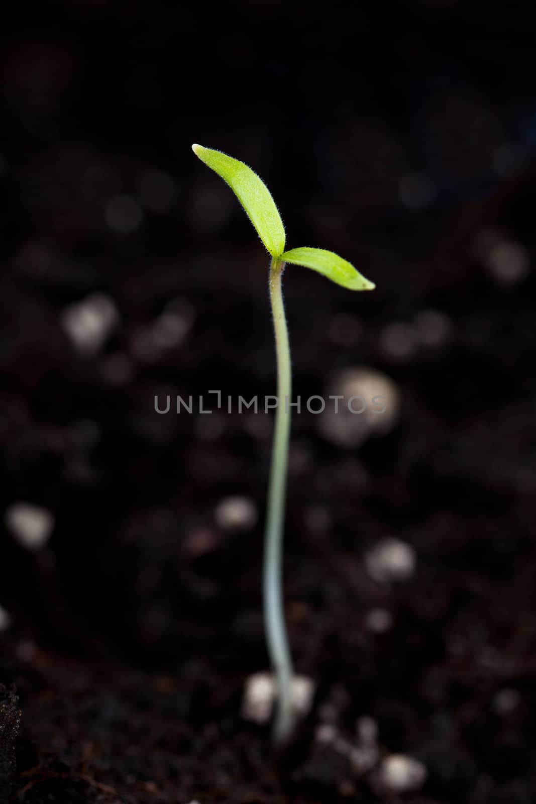 Small fresh green sprout