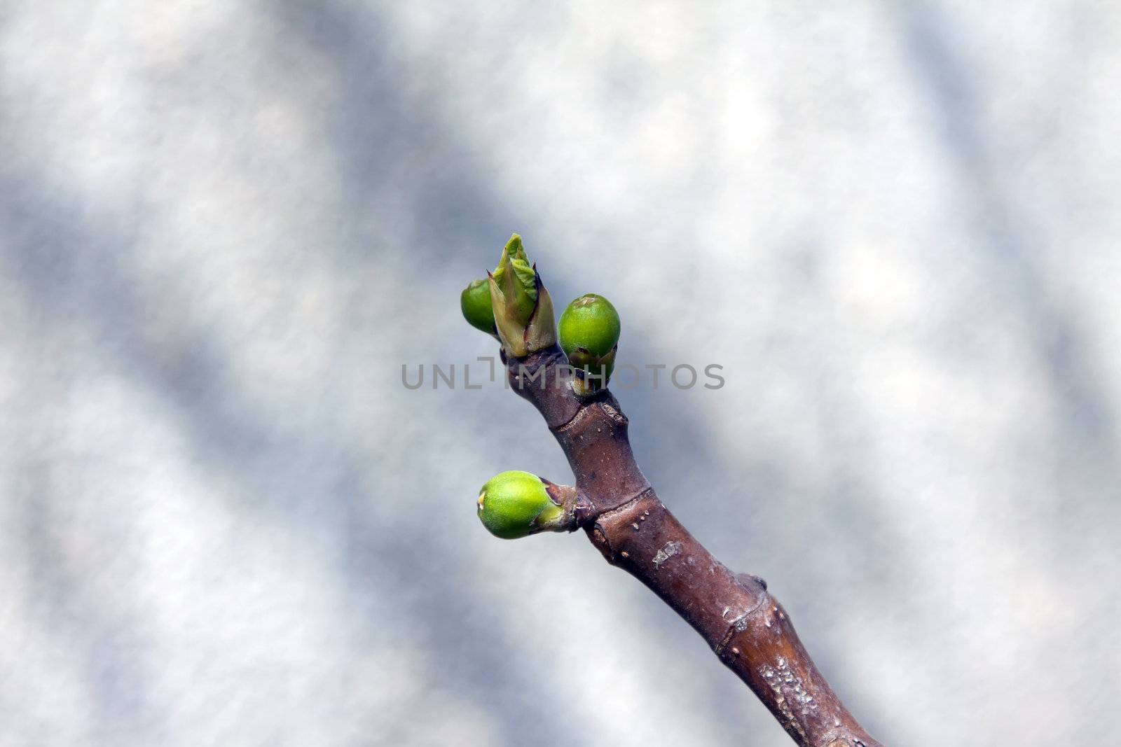 three young figs is born in early spring