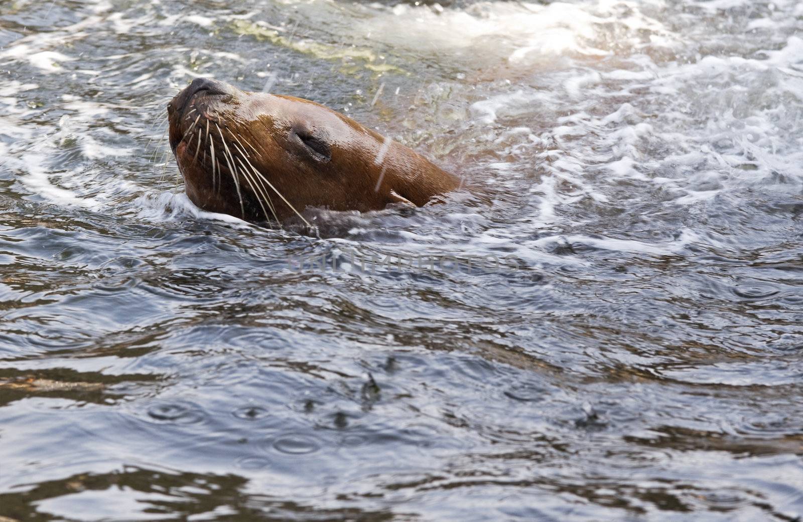 Sea-lion swimming and splashing water