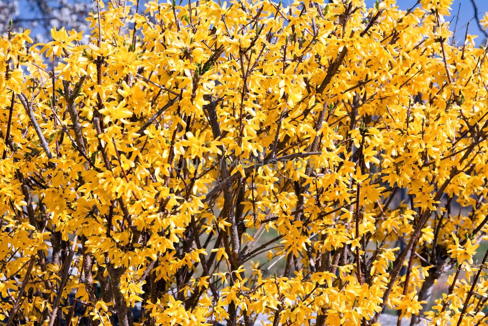 beautiful yellow flowers of forsythia in early spring