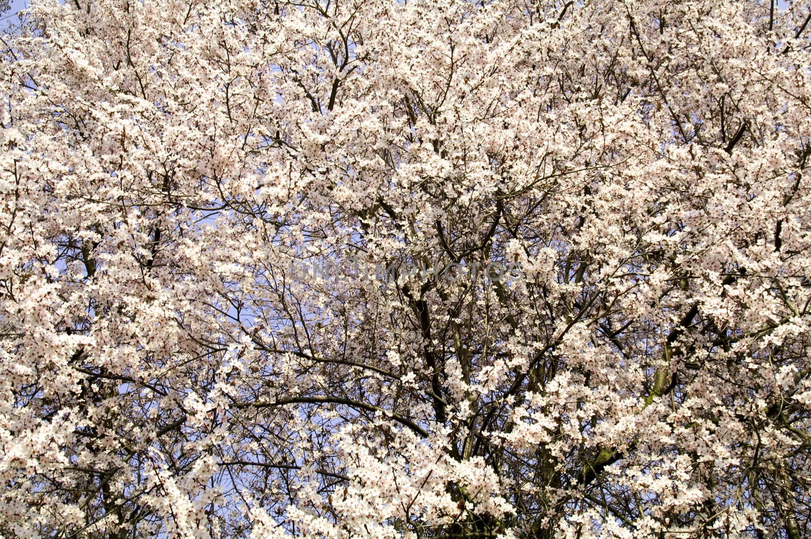 Flowering tree a spring day at Castelvetro, Italy