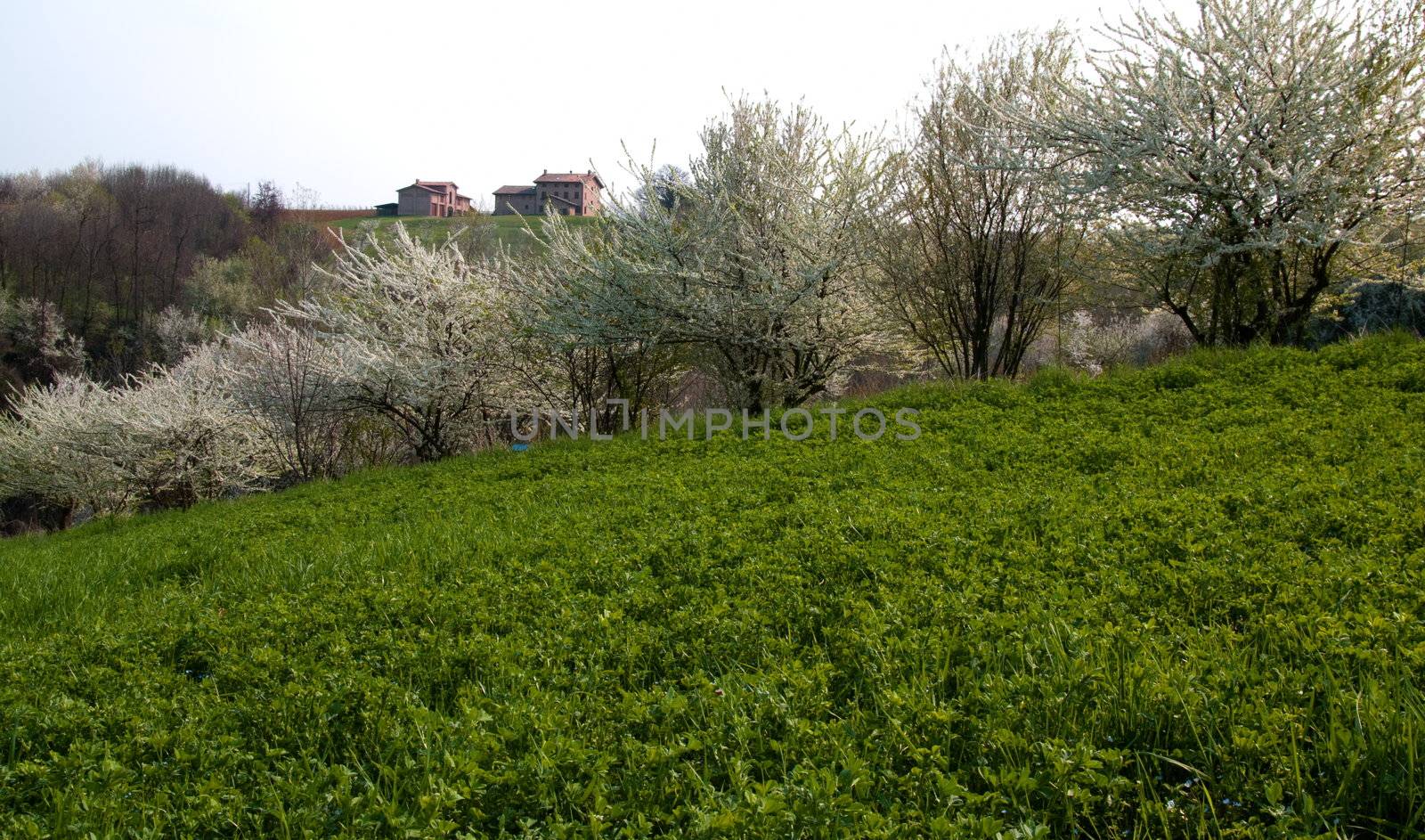 Flowering trees a spring day at Castelvetro, Italy