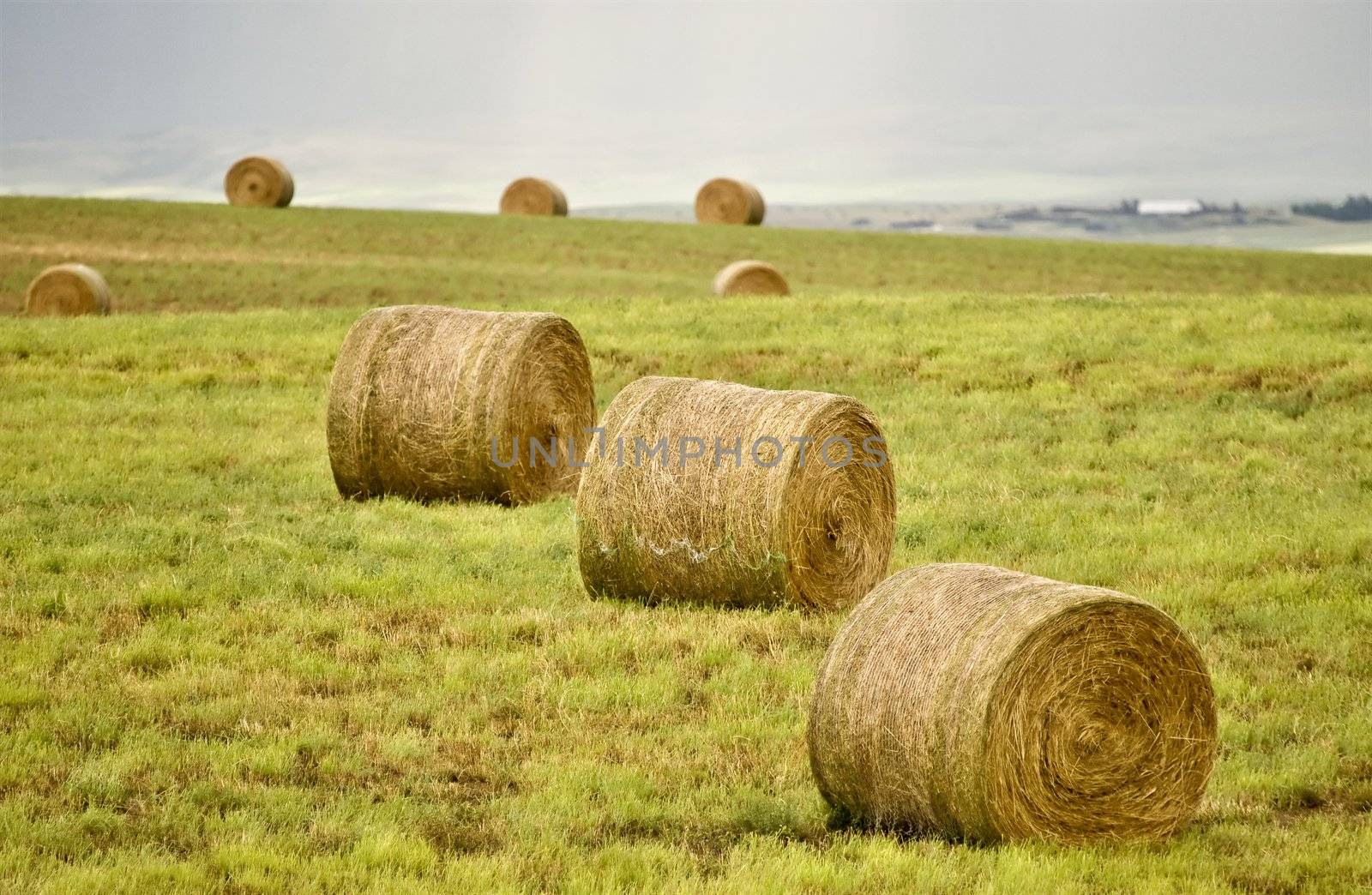 Rural Saskatchewan in summer with crops Canada