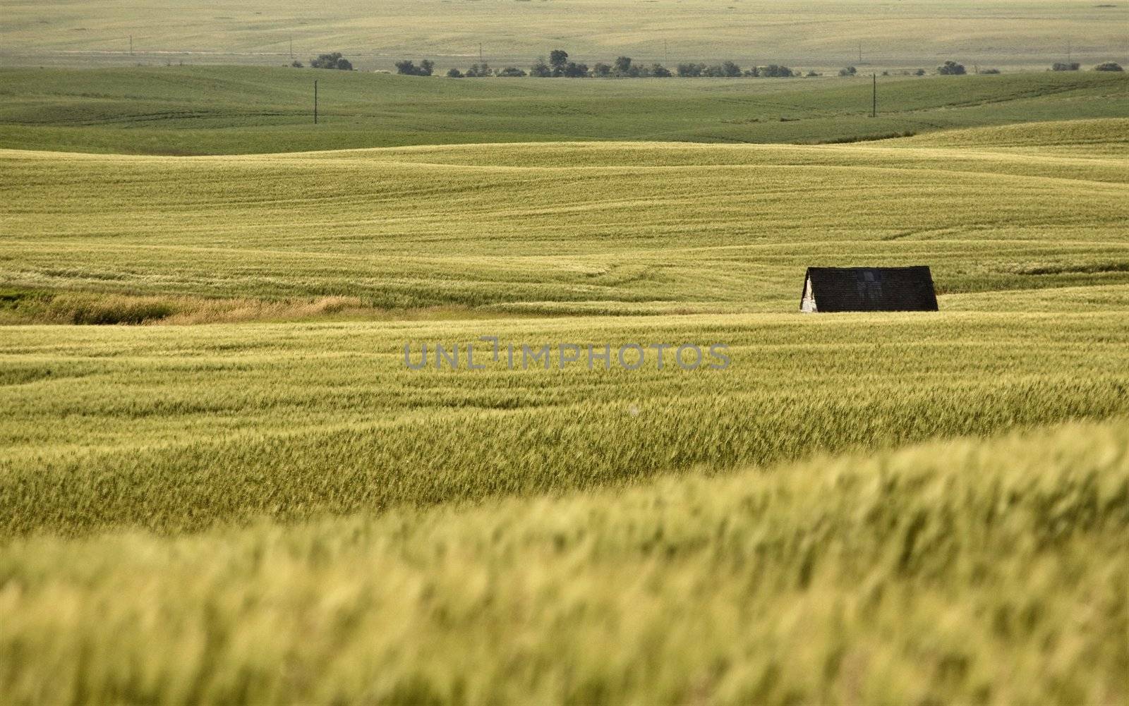 Rural Saskatchewan in summer with crops Canada