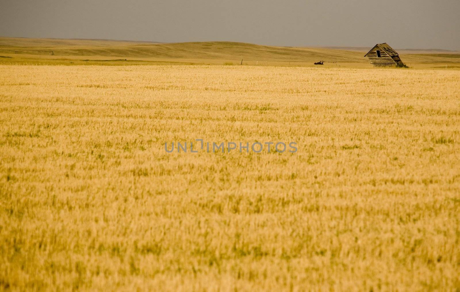 Rural Saskatchewan in summer with crops Canada