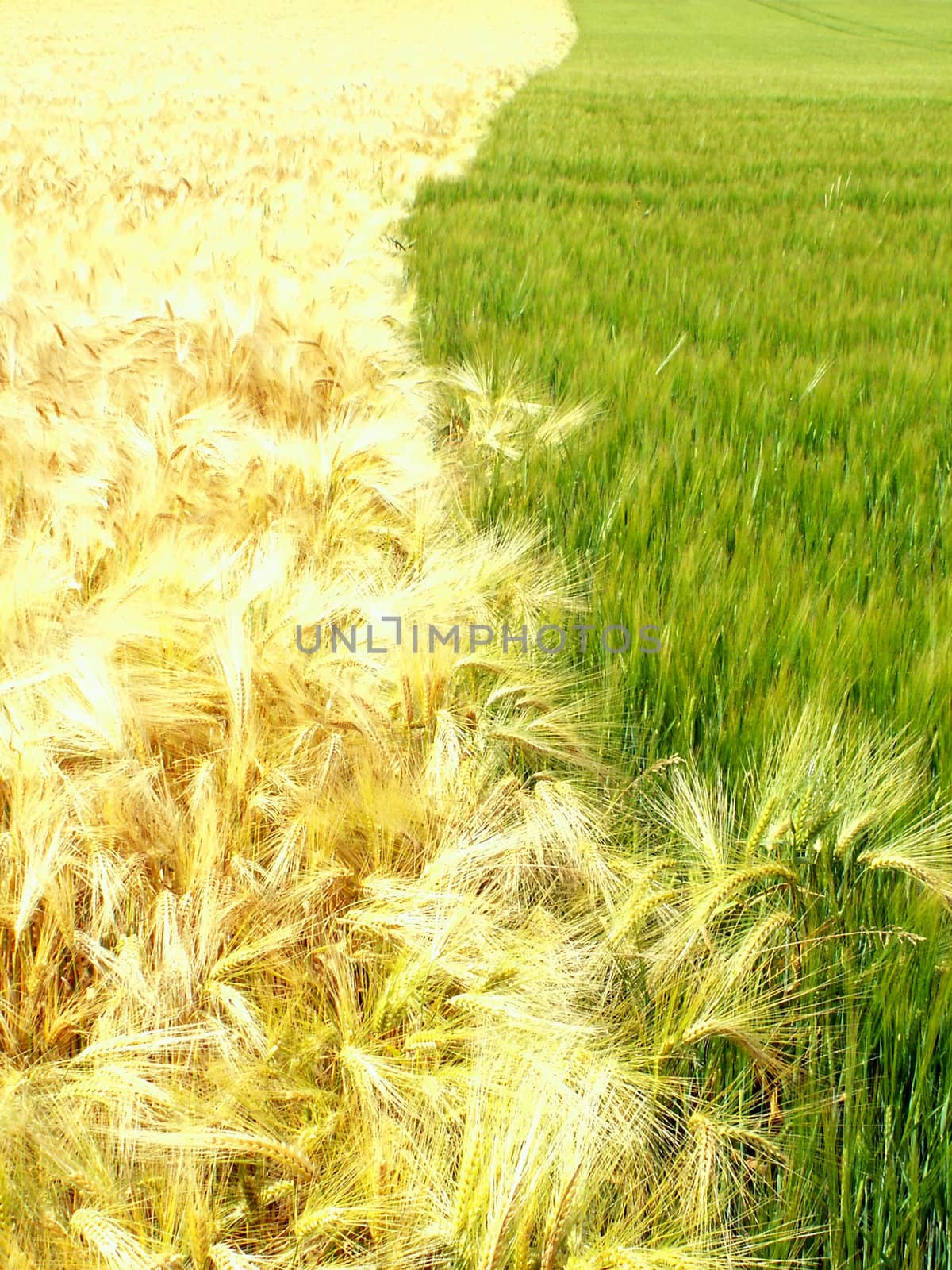 wheat field boundary by njaj