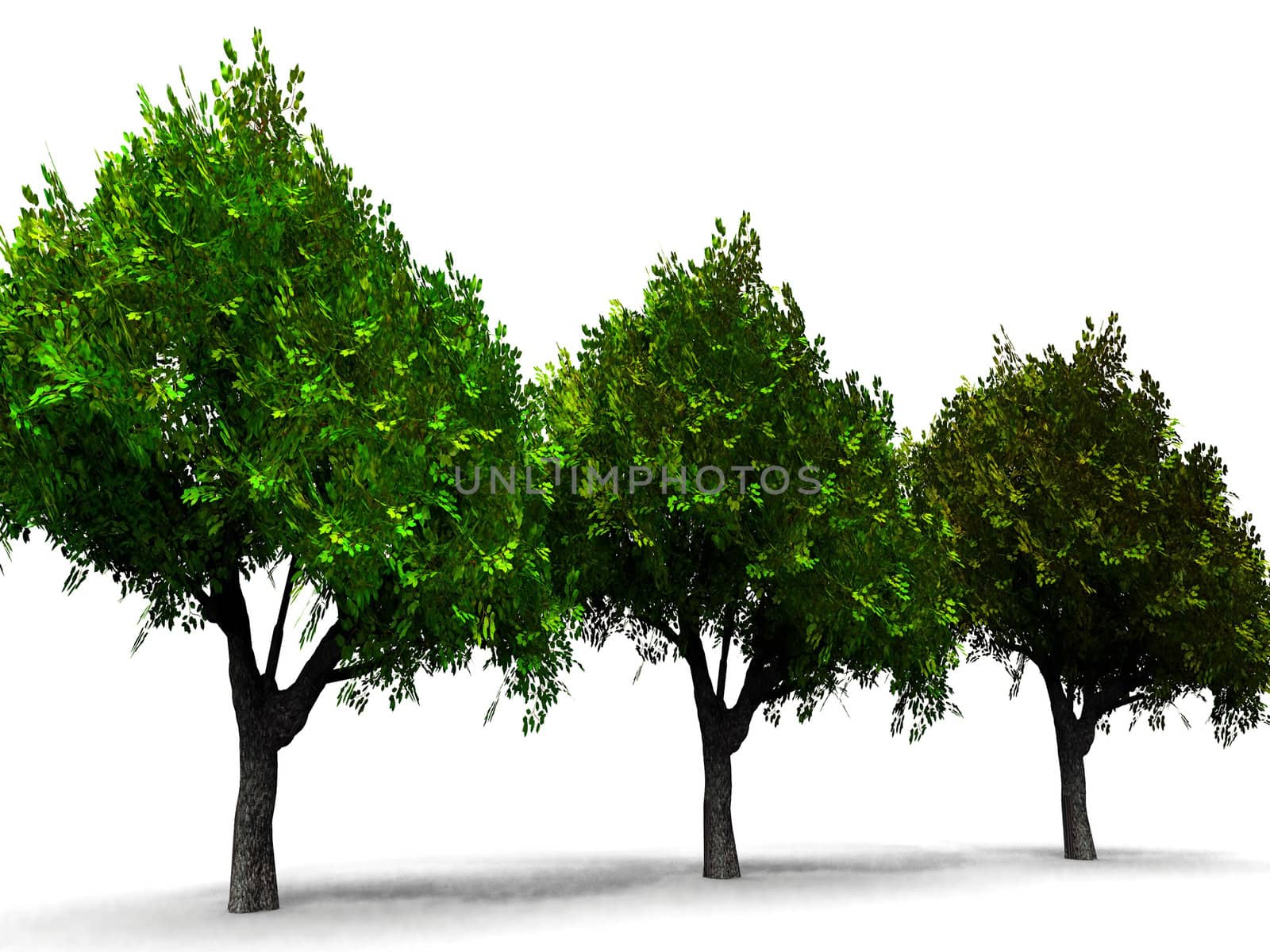 the green trees
