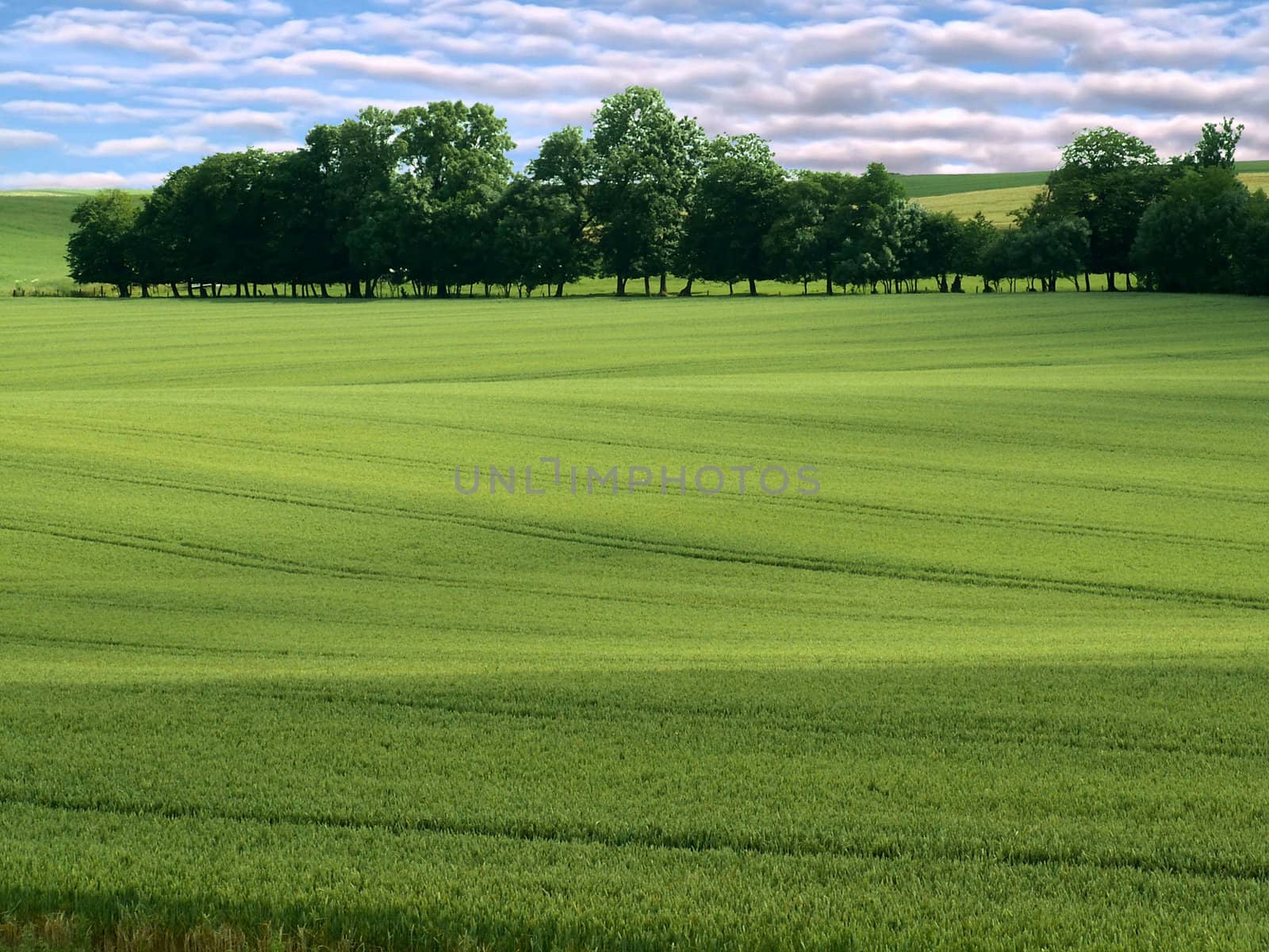 green fields by njaj