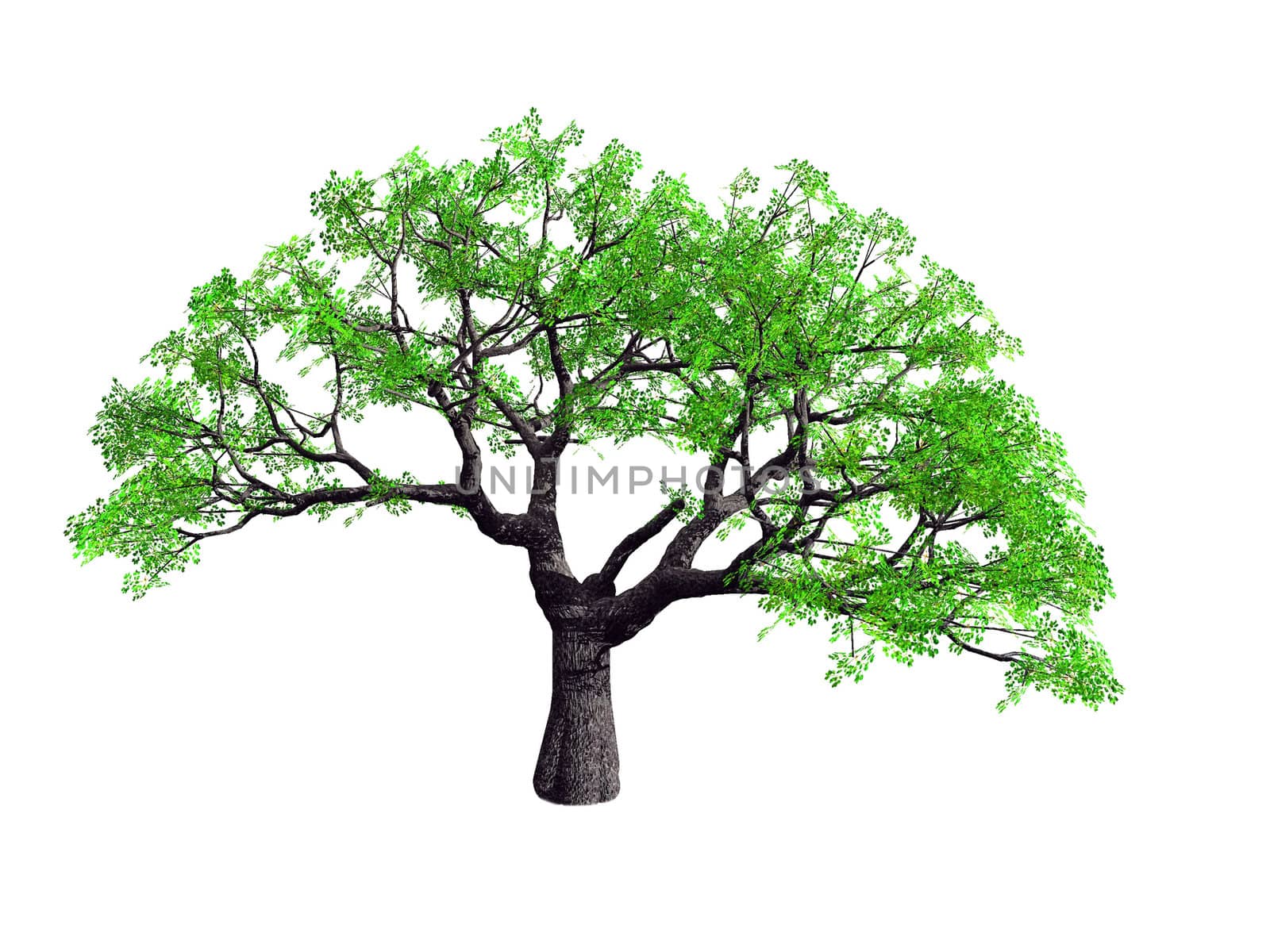 the tree on a white background