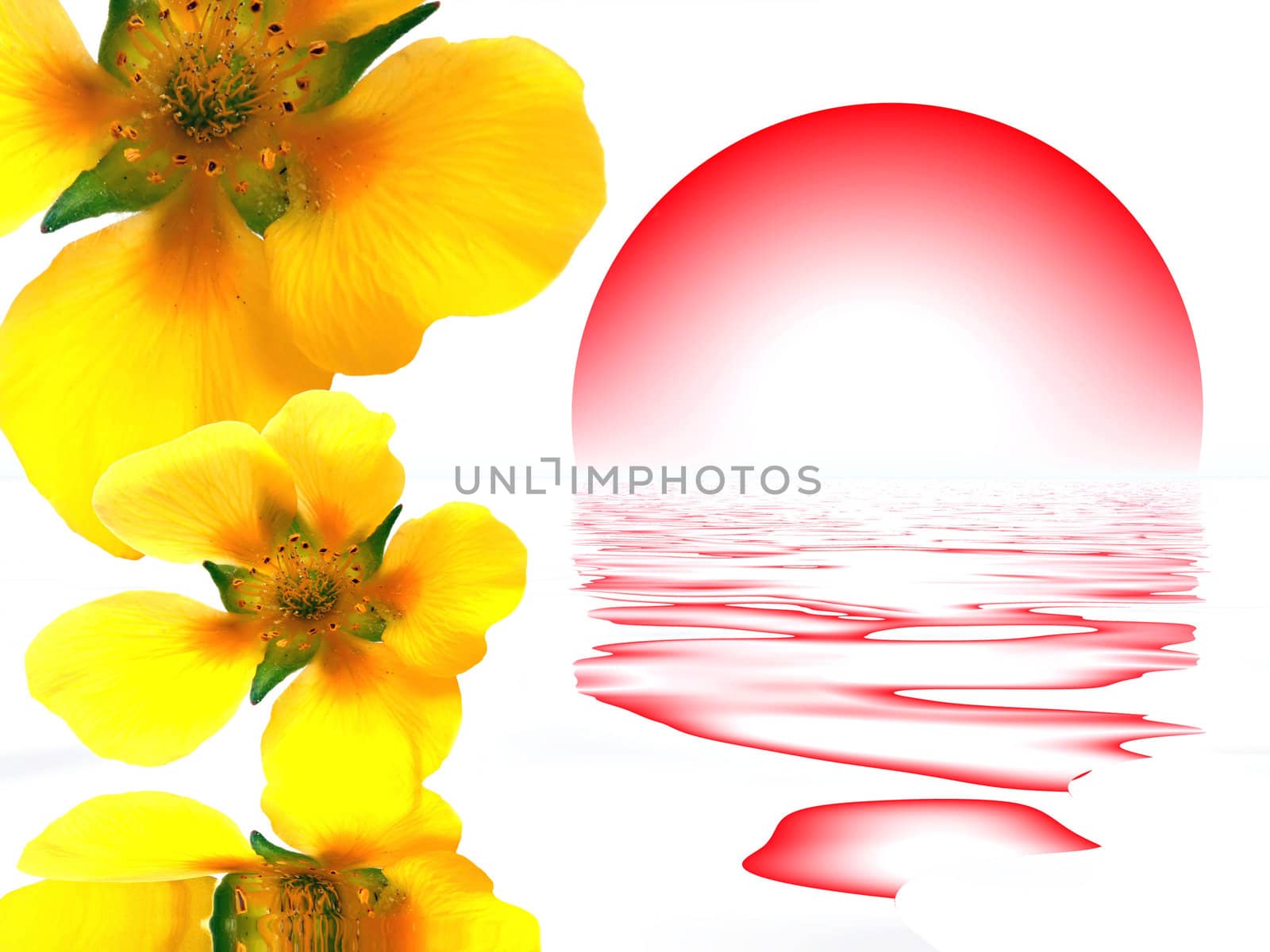 yellow flower and sun by njaj