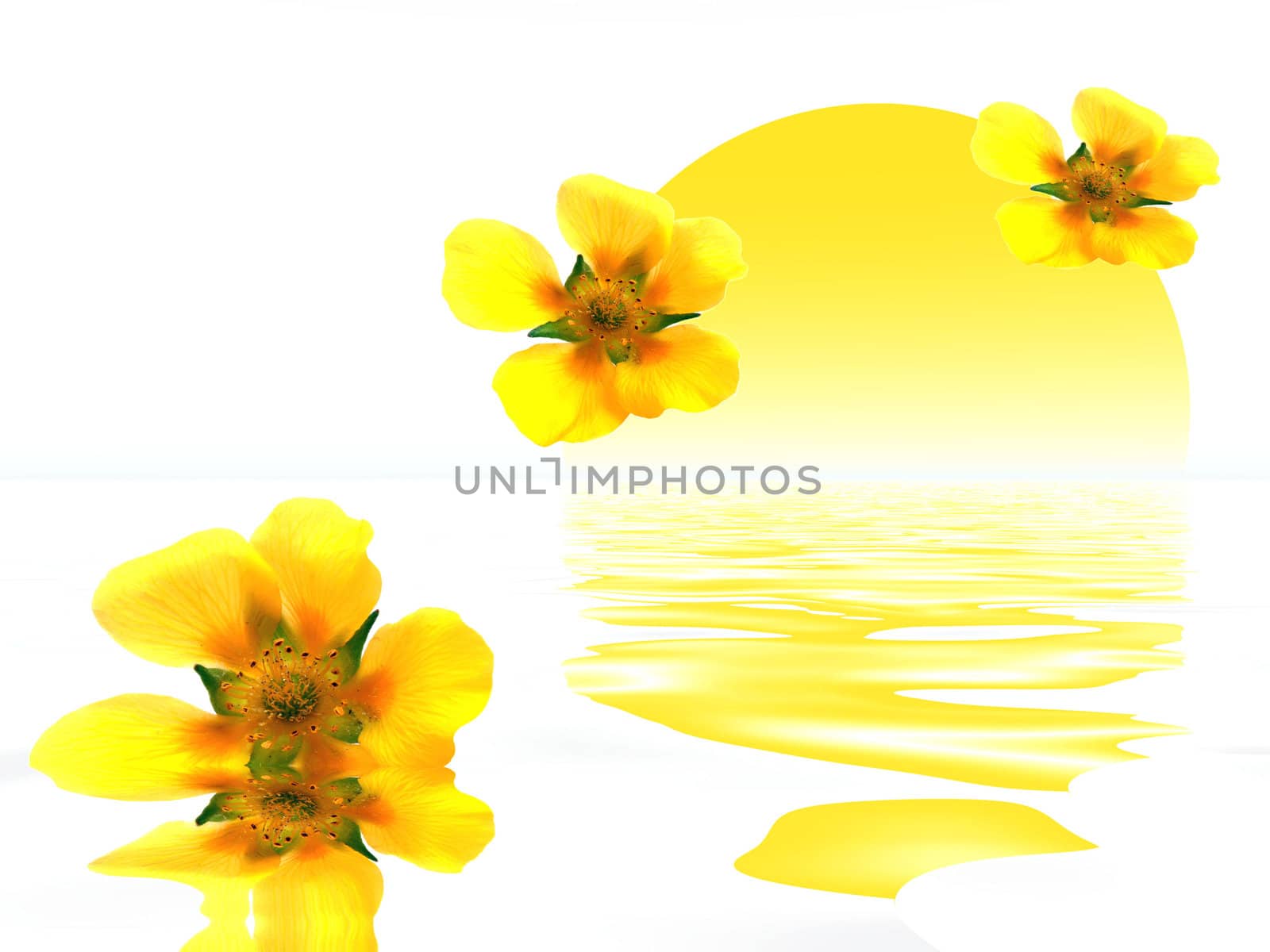 the yellow flowers by njaj