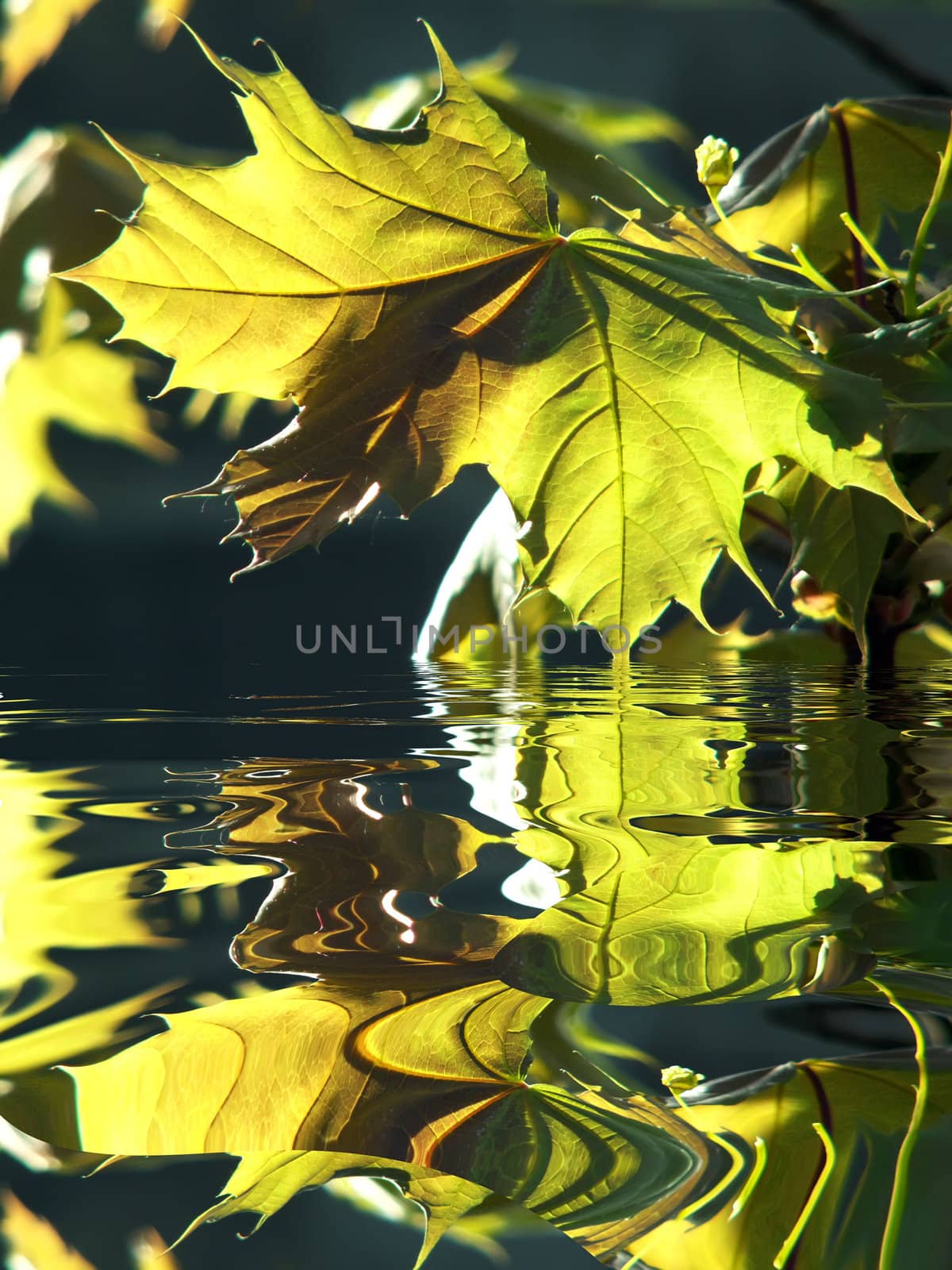 leaf and water by njaj