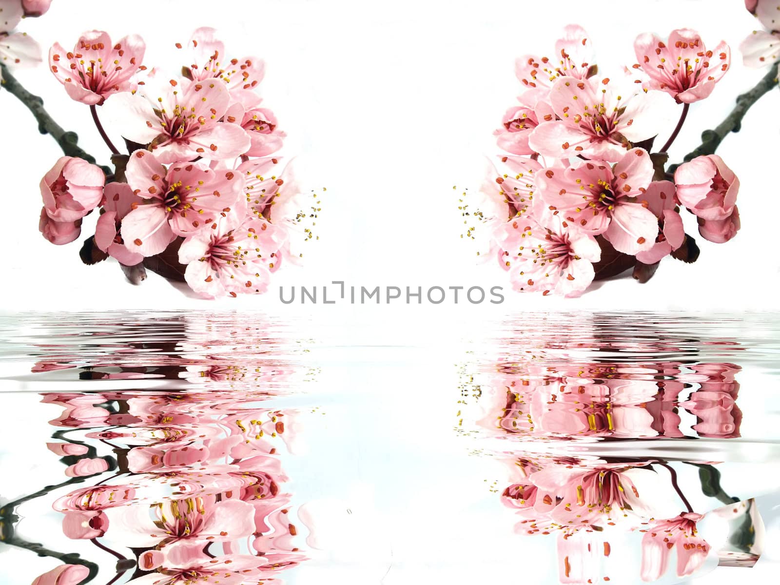 flowers and water by njaj