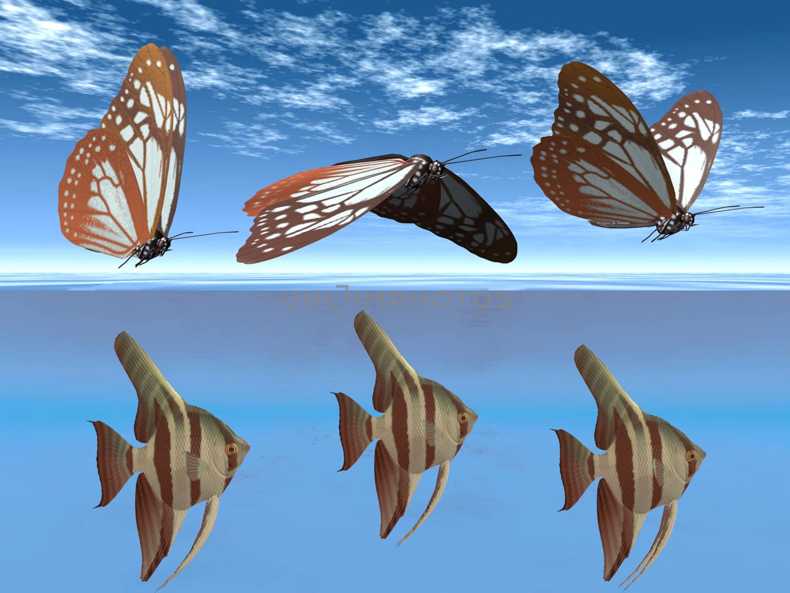butterfly and fish by njaj