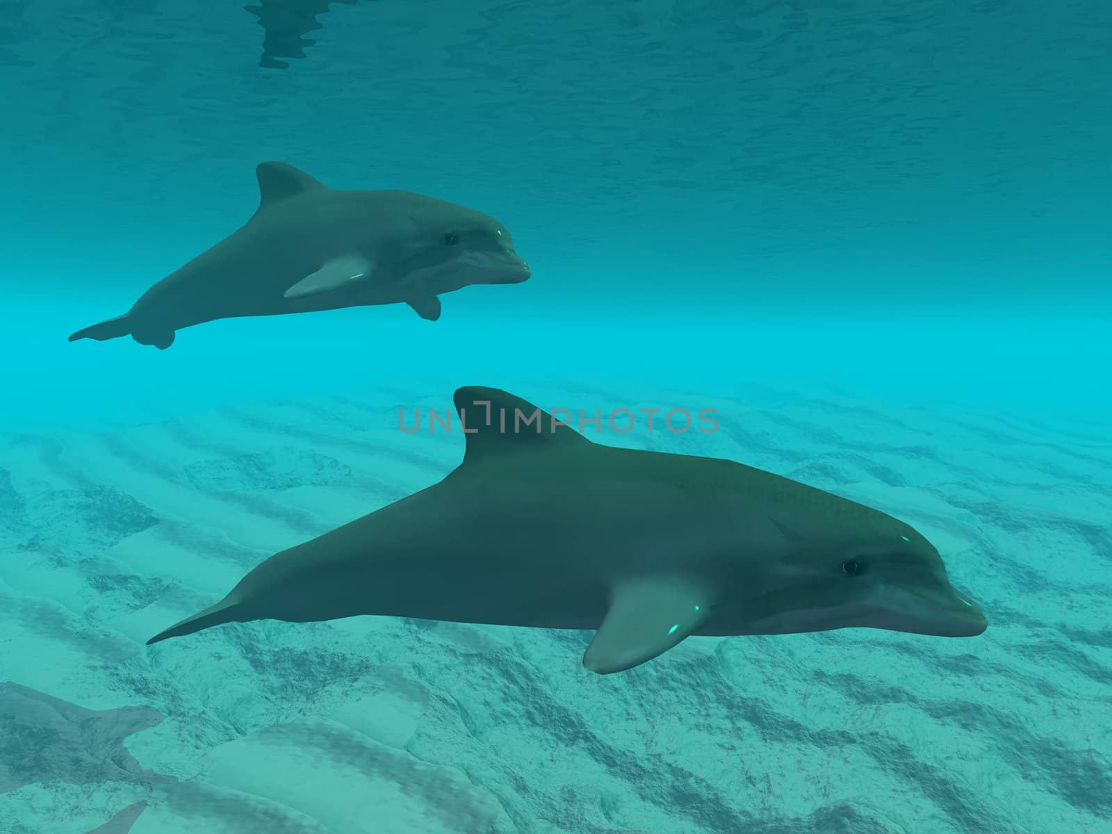 dolphin underwater by njaj