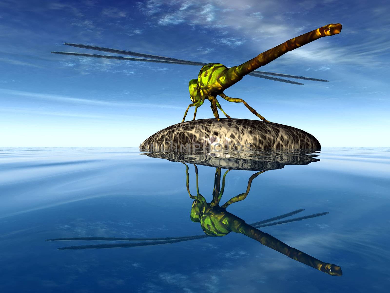 dragonfly on a stone by njaj