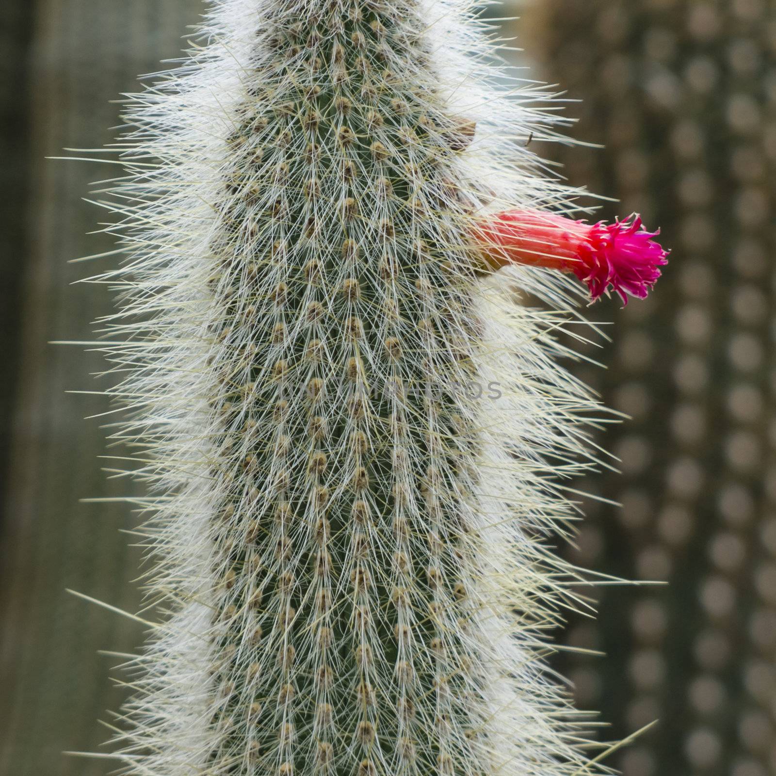 Red flower of a thorny succulent plant