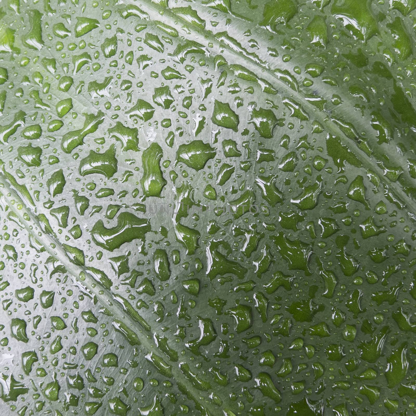 Rain drops on green leaf