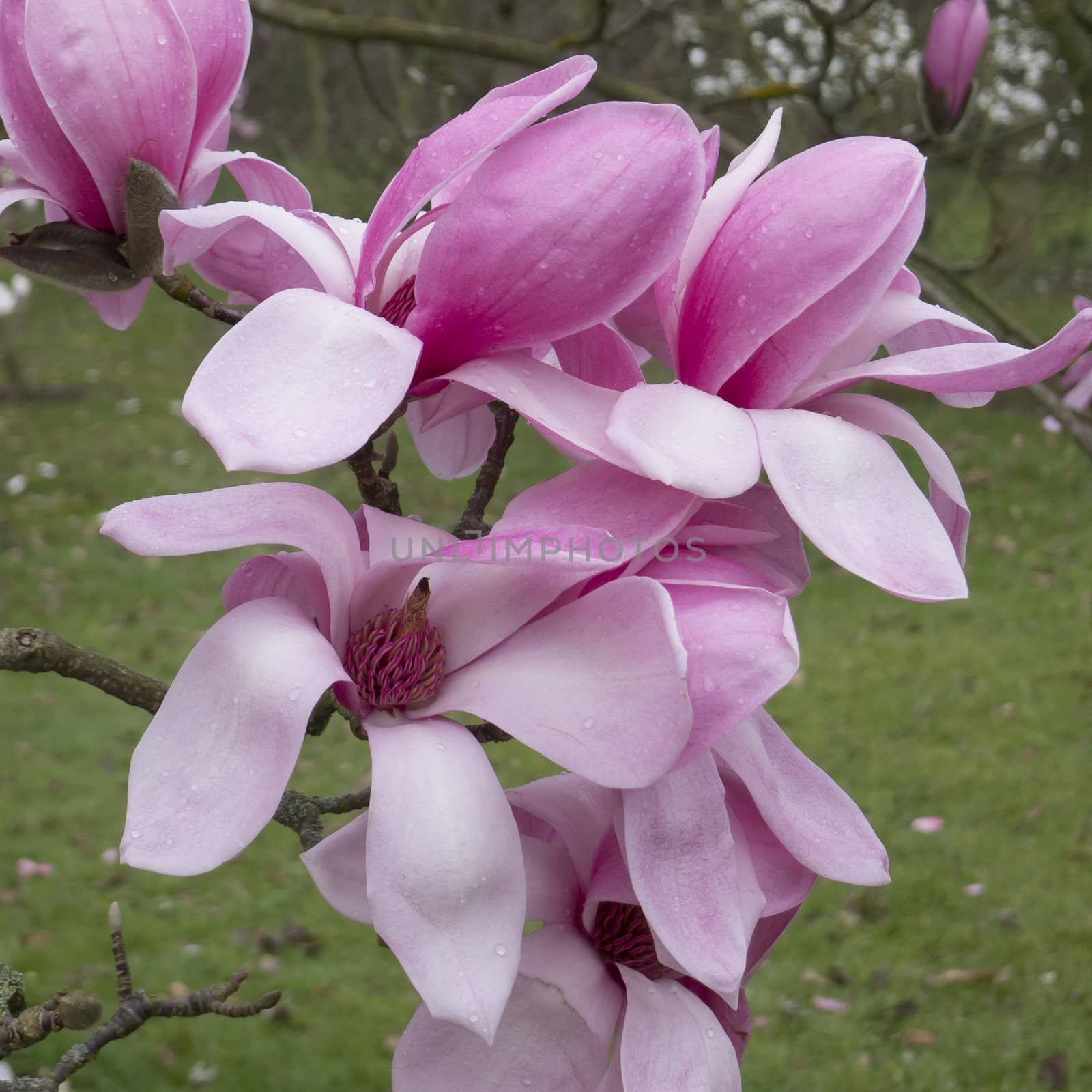 Pink magnolia flower