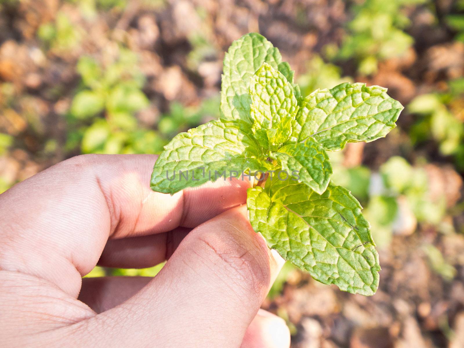 This is a Lemon balm in hand have a ground background