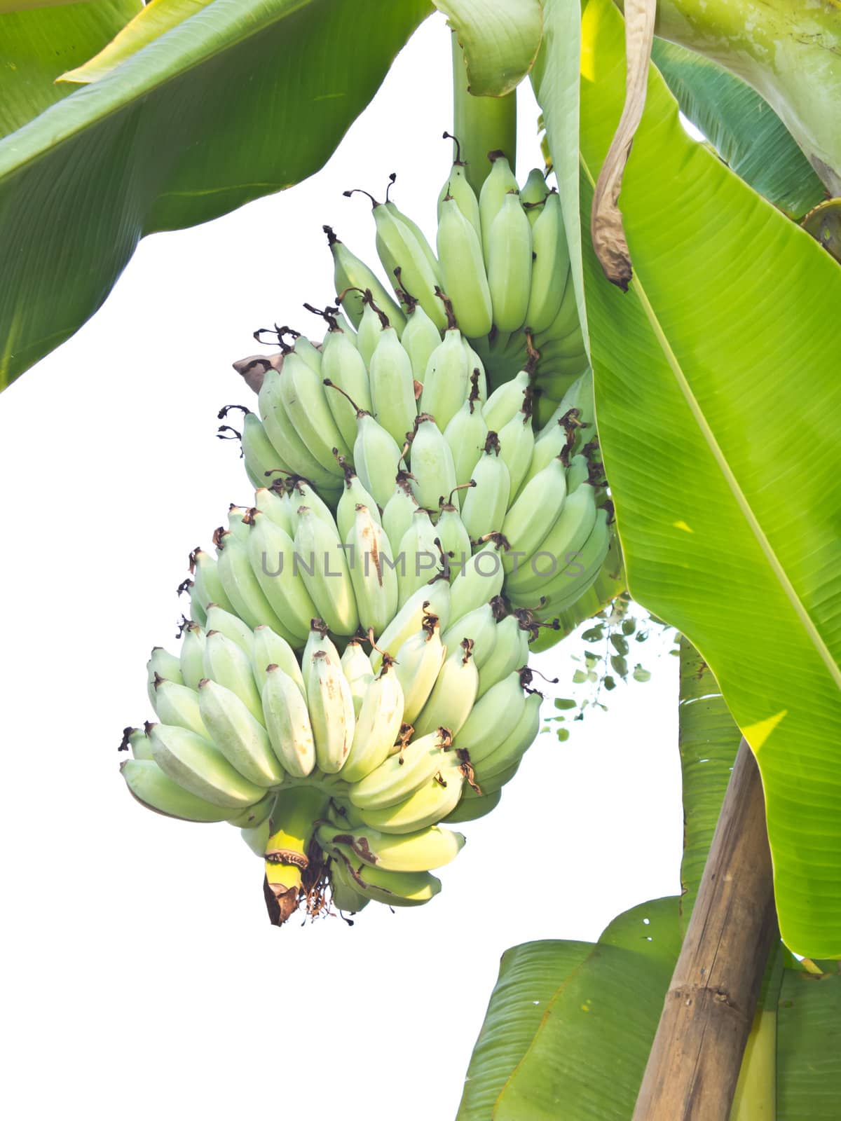 This is a green banana tree with leaf