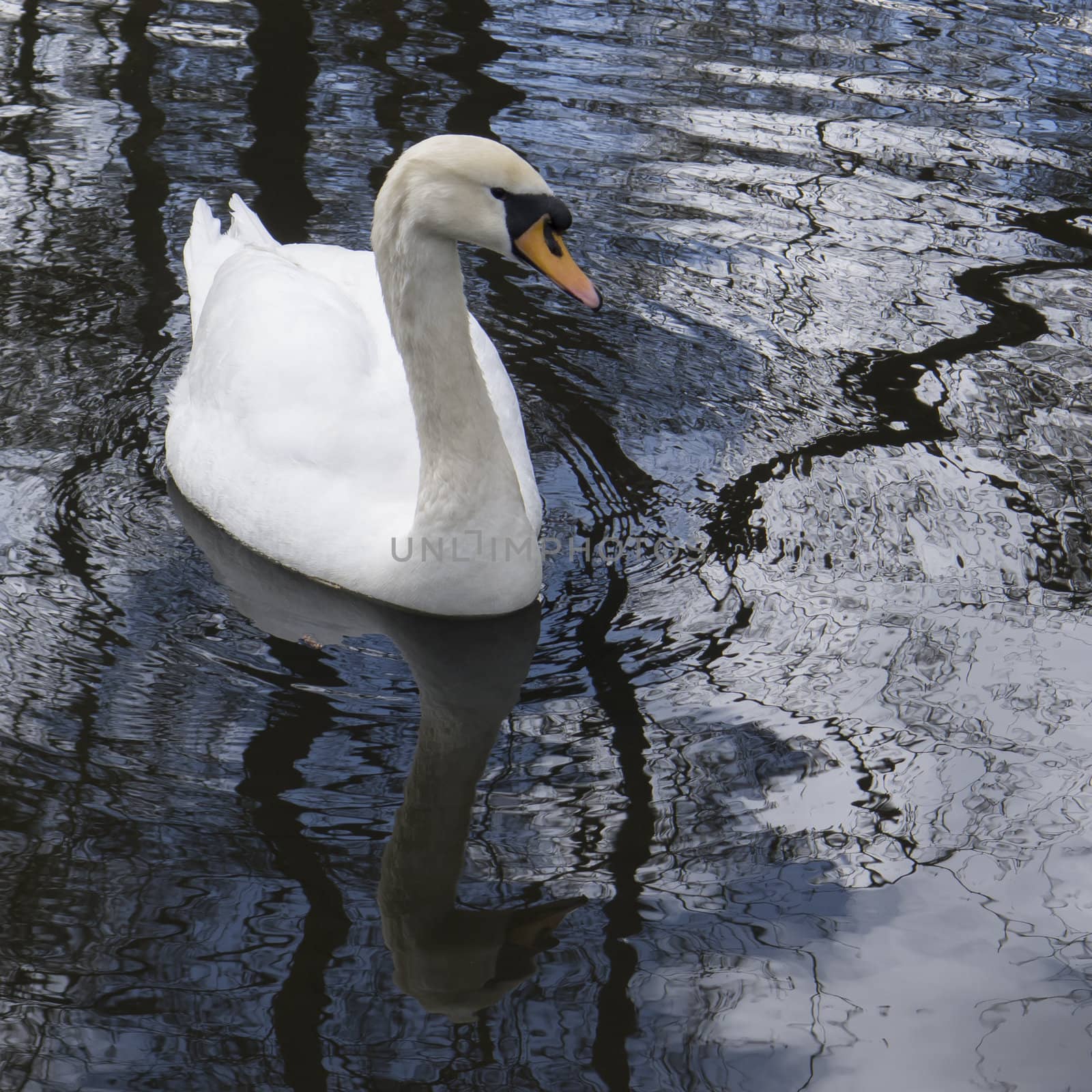 White swan on a pond