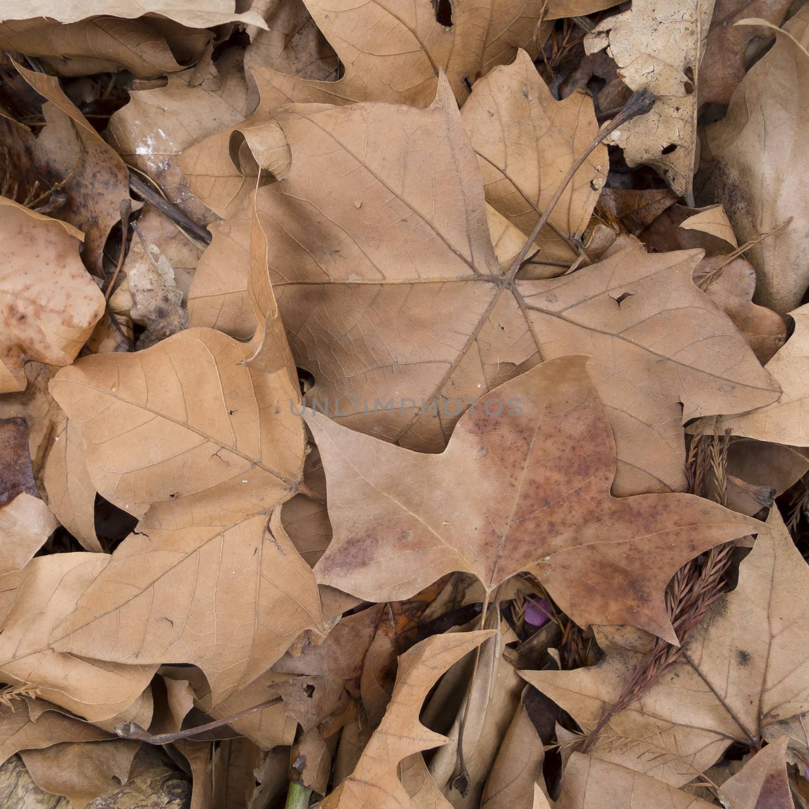 Dead leaves on the ground