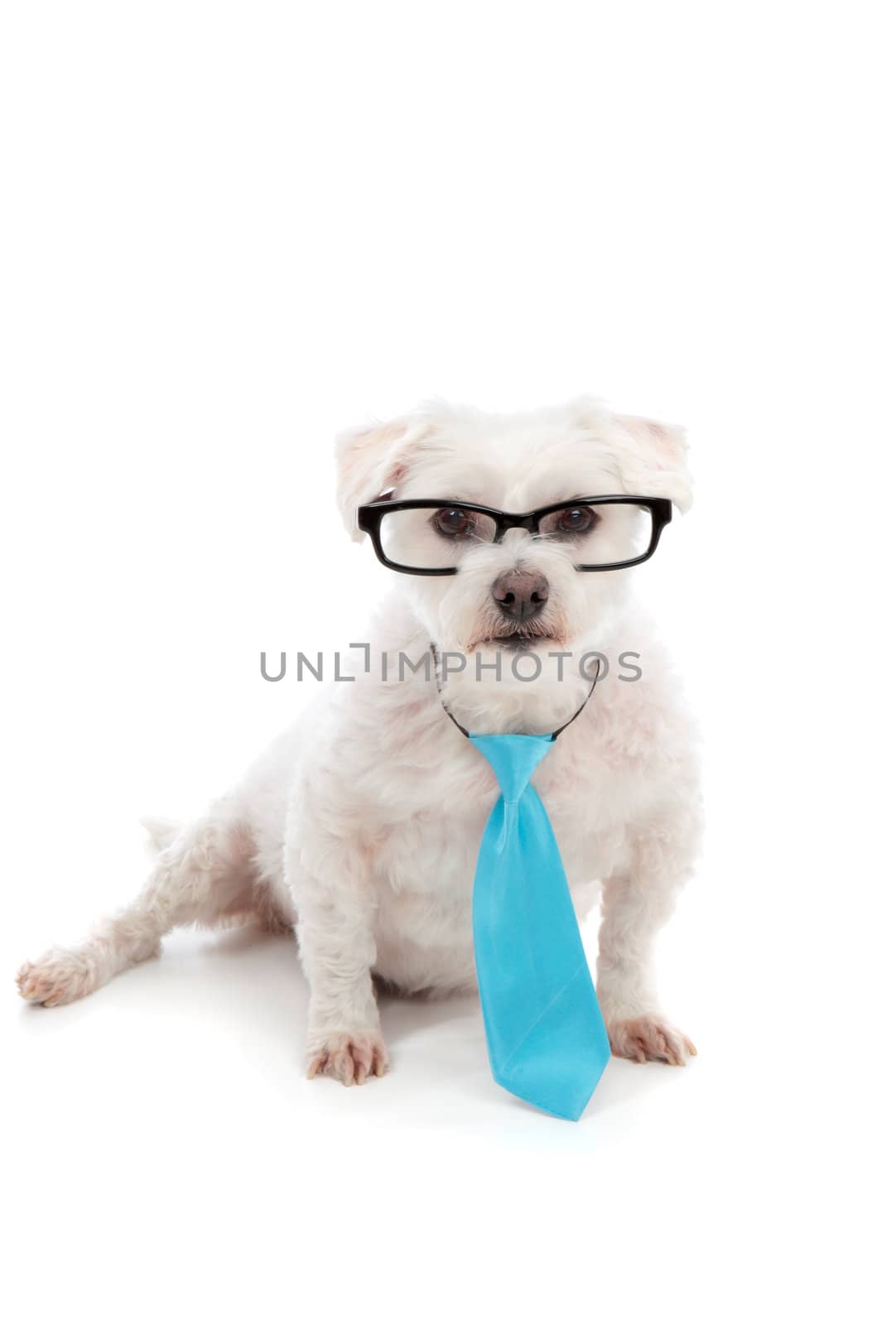 A small white dog looking through black rim glasses with a serious concentrated attentive look. White background.