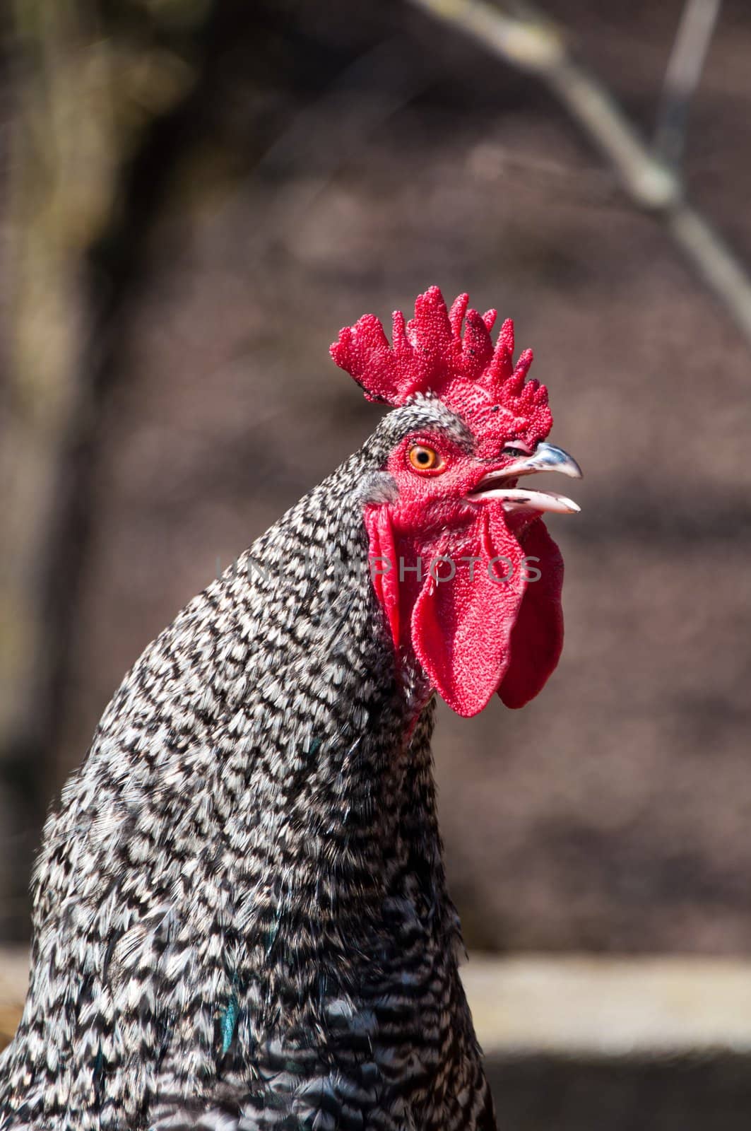 Closeup of a crowing cock rooster´s head